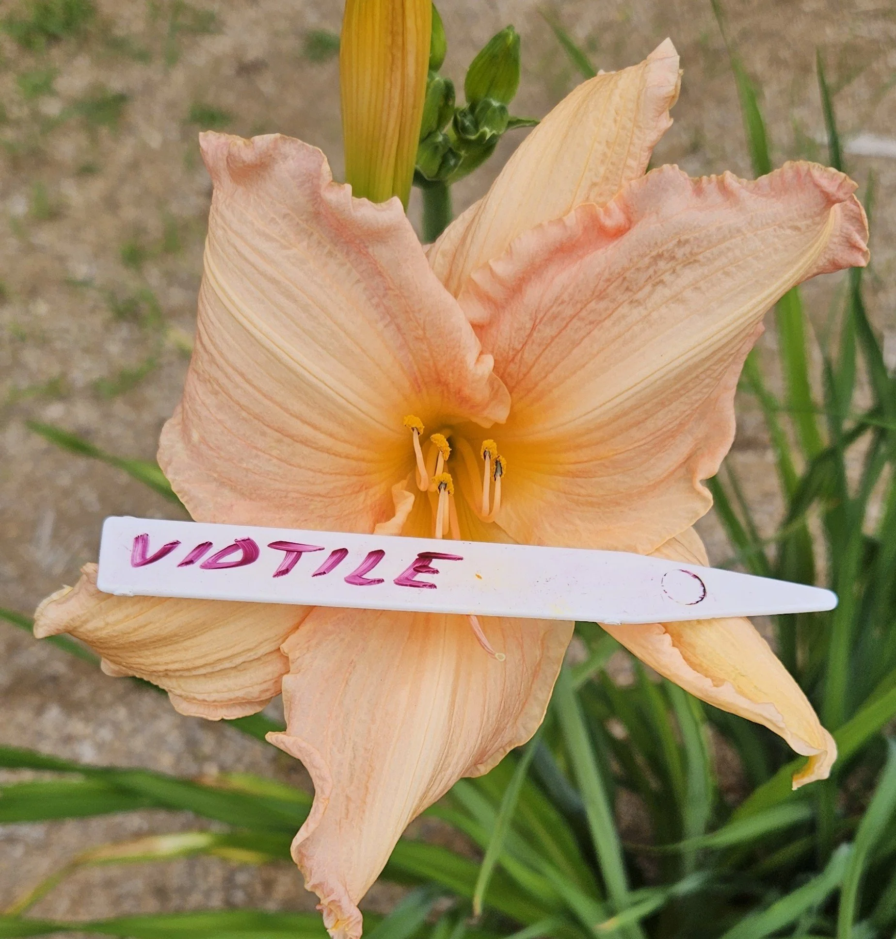 VIOTILE.jpg