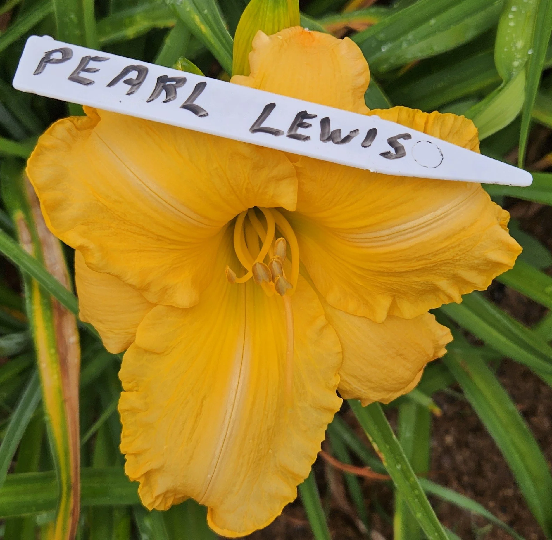Pearl Lewis