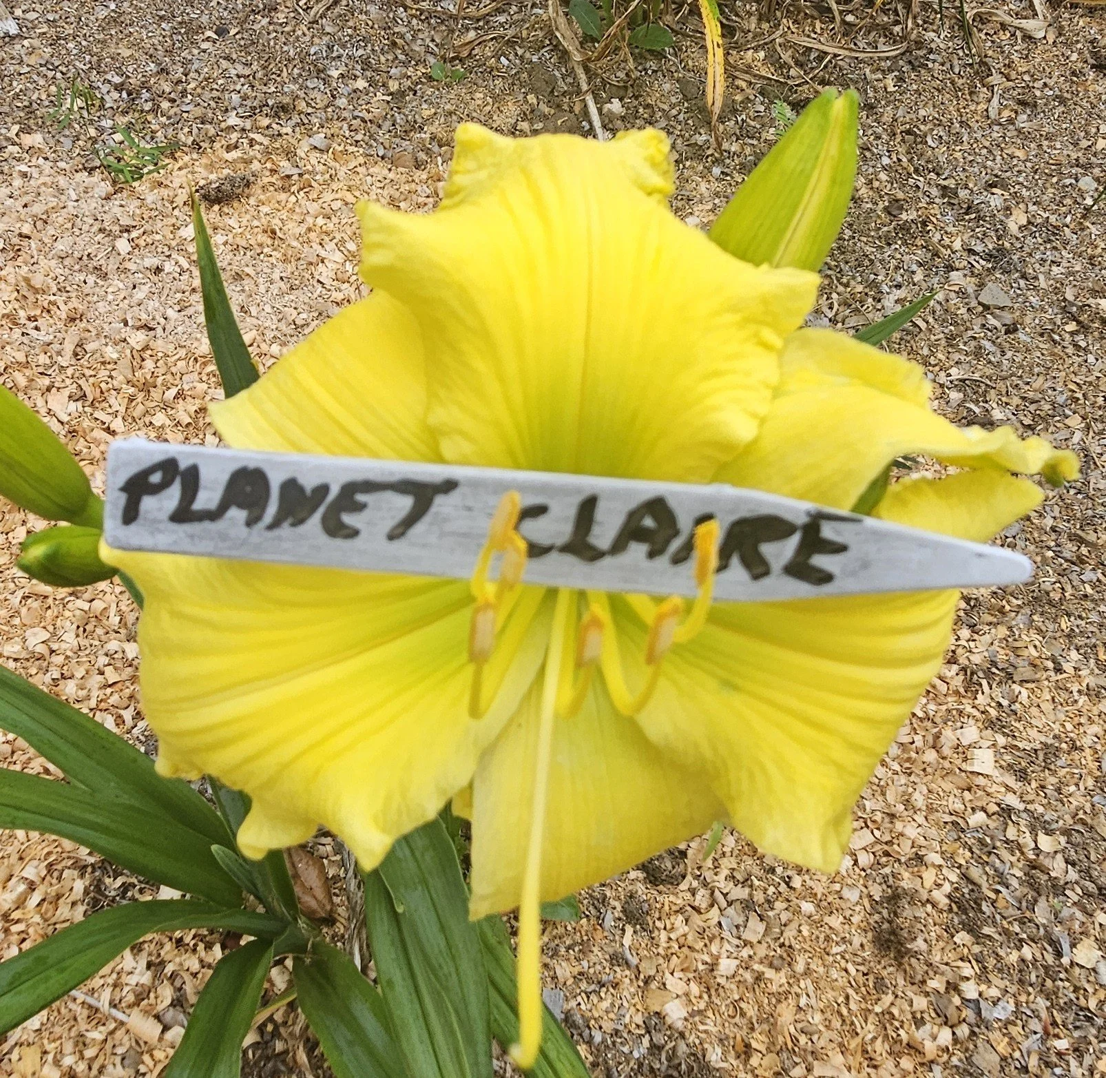 Planet Claire