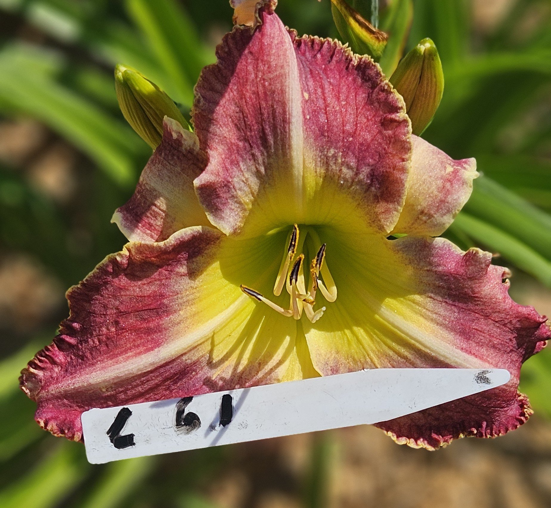 SEEDLING L 61.jpg
