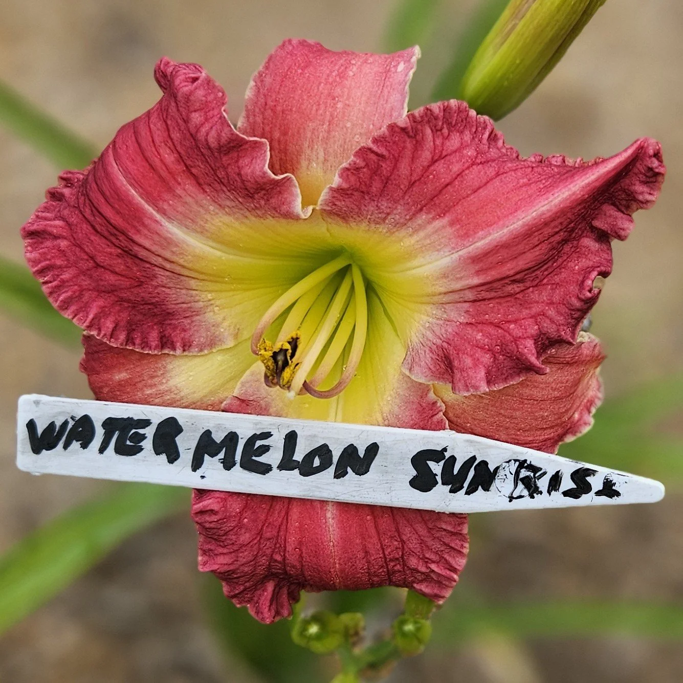 WATERMELON SUNSET.jpg