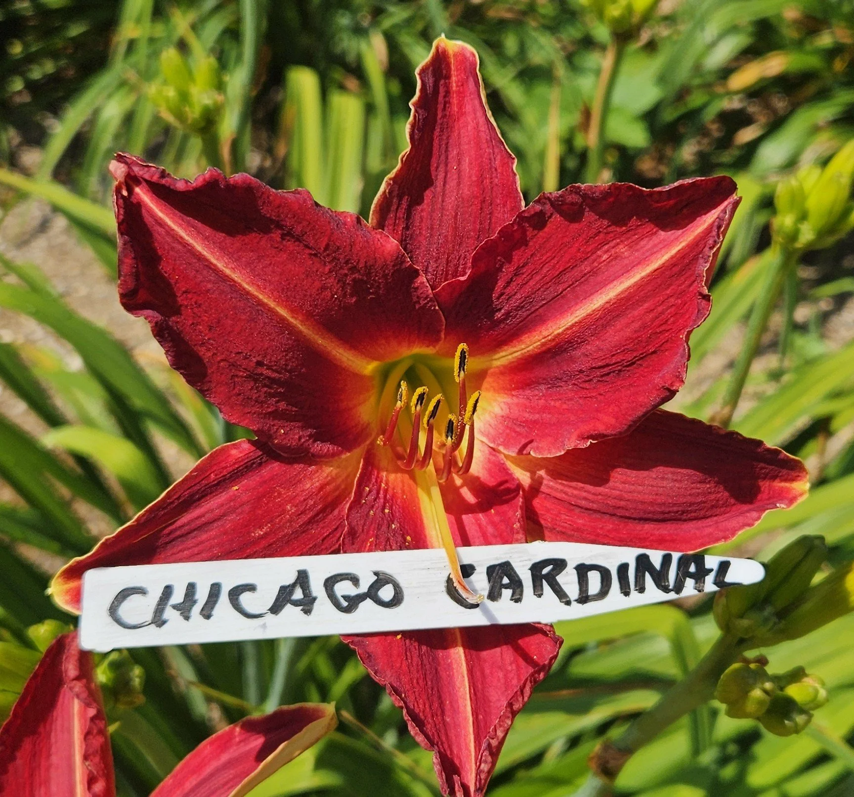 Chicago Cardinal