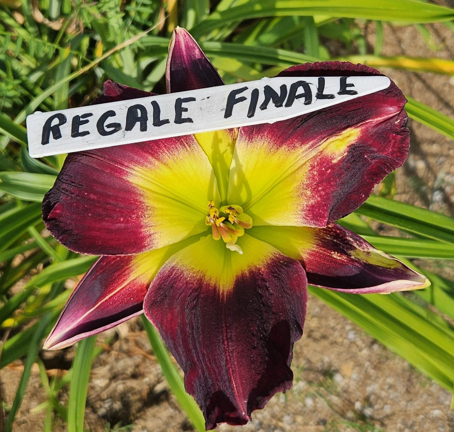 Regal Finale