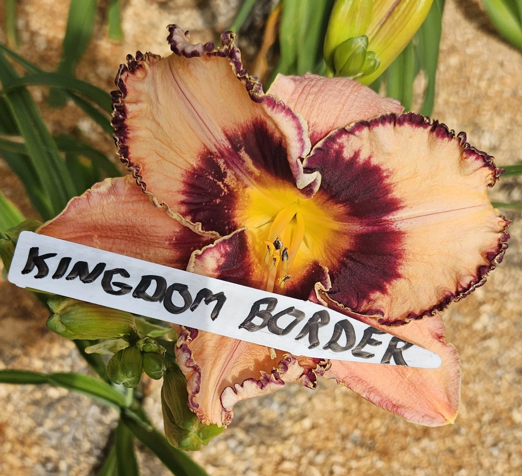 Kingdom Border