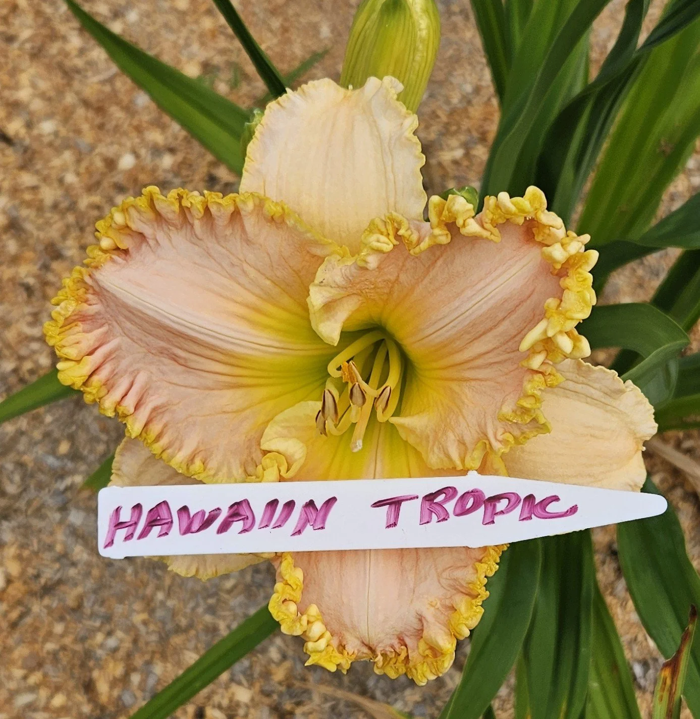 HAWAIIAN TROPIC.jpg