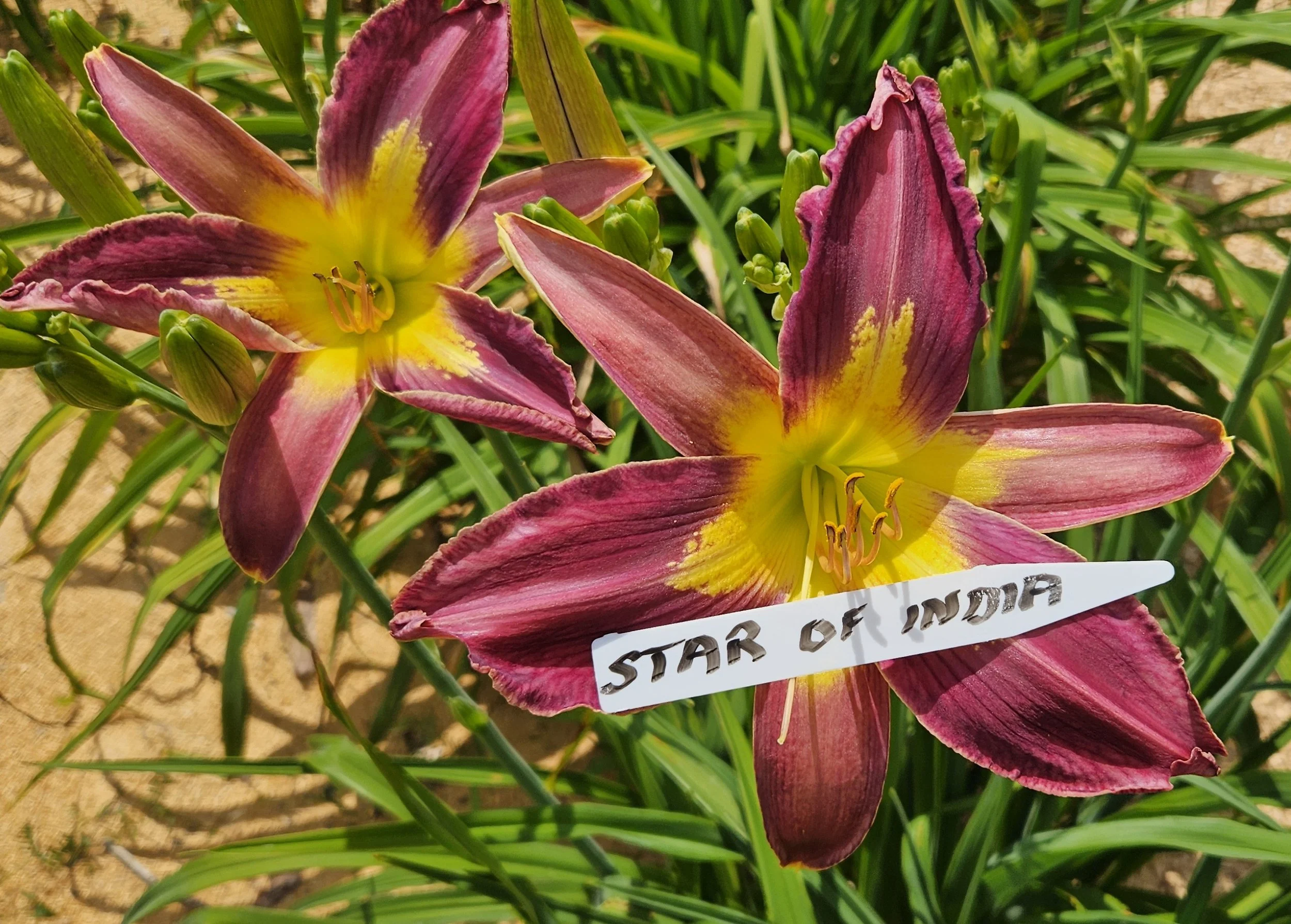 STAR OF INDIA.jpg