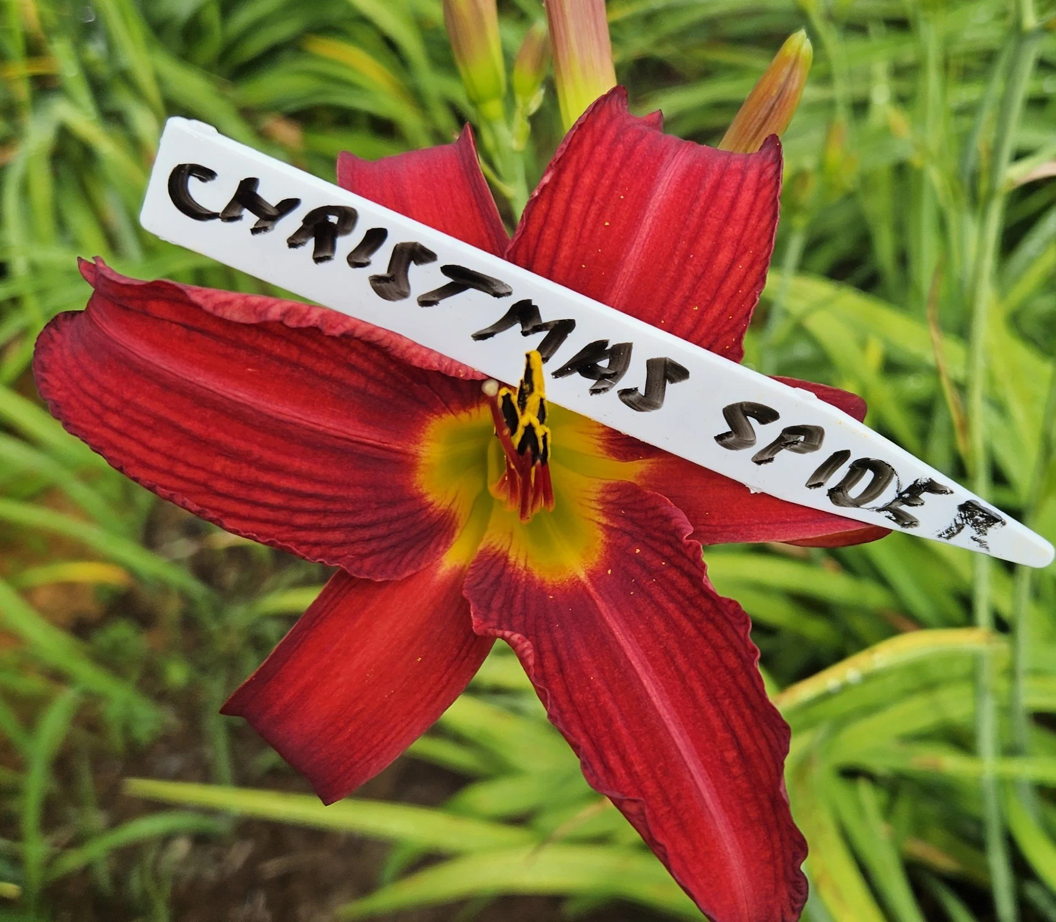 Christmas Spider                       Lost the Original Name