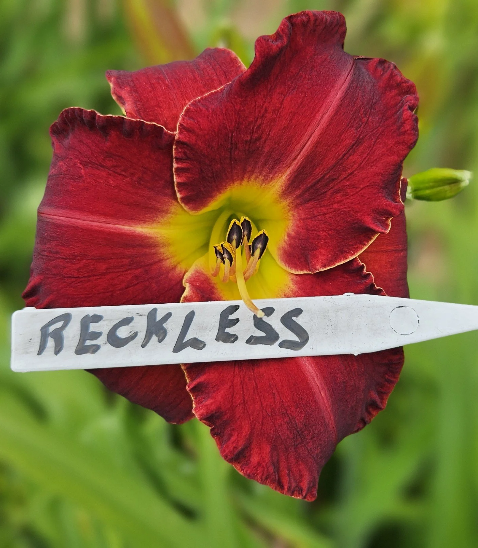 Reckless
