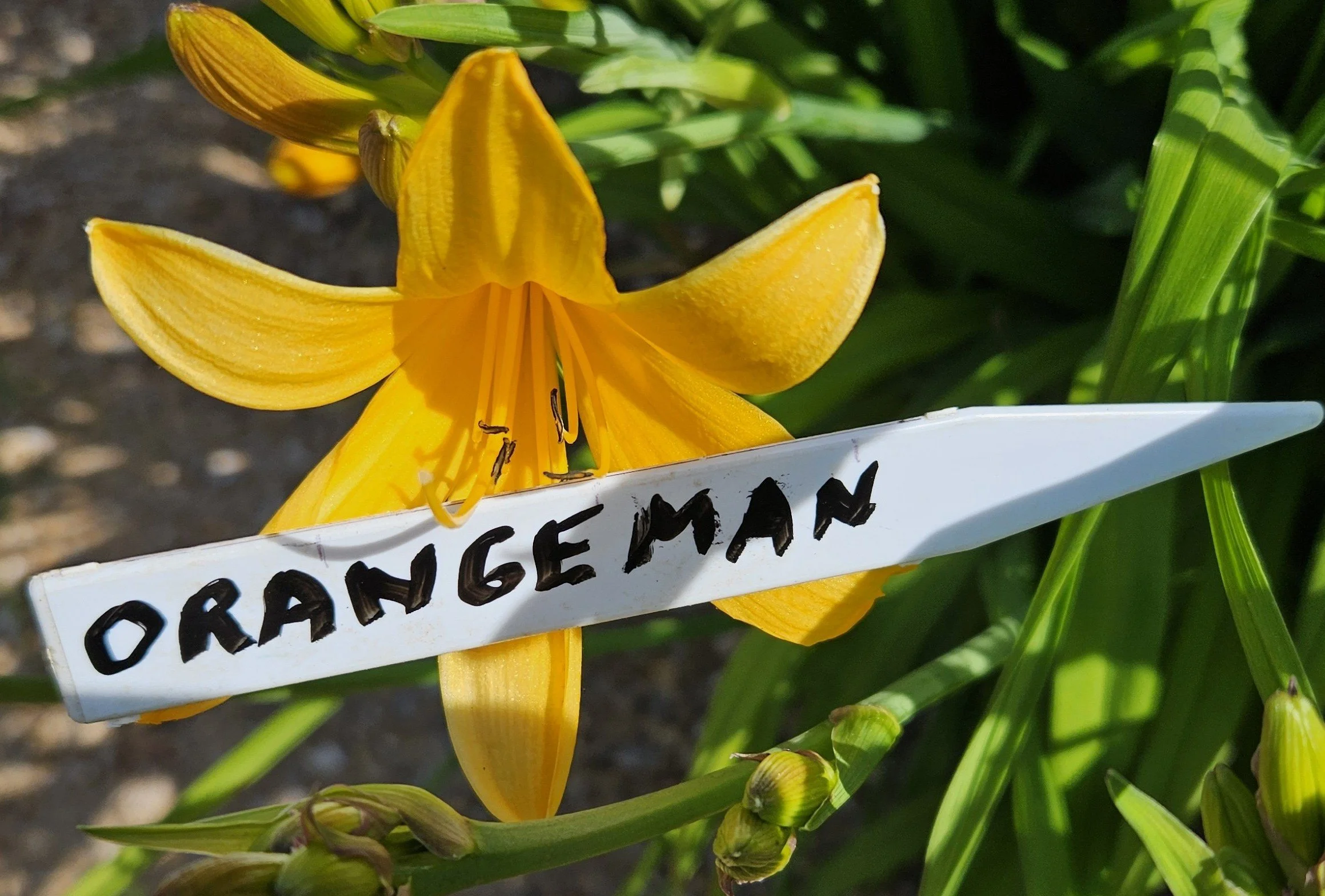 Orangeman