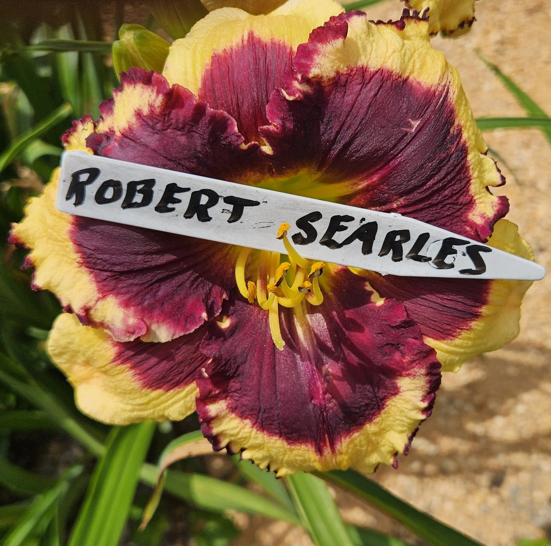 Robert Searles