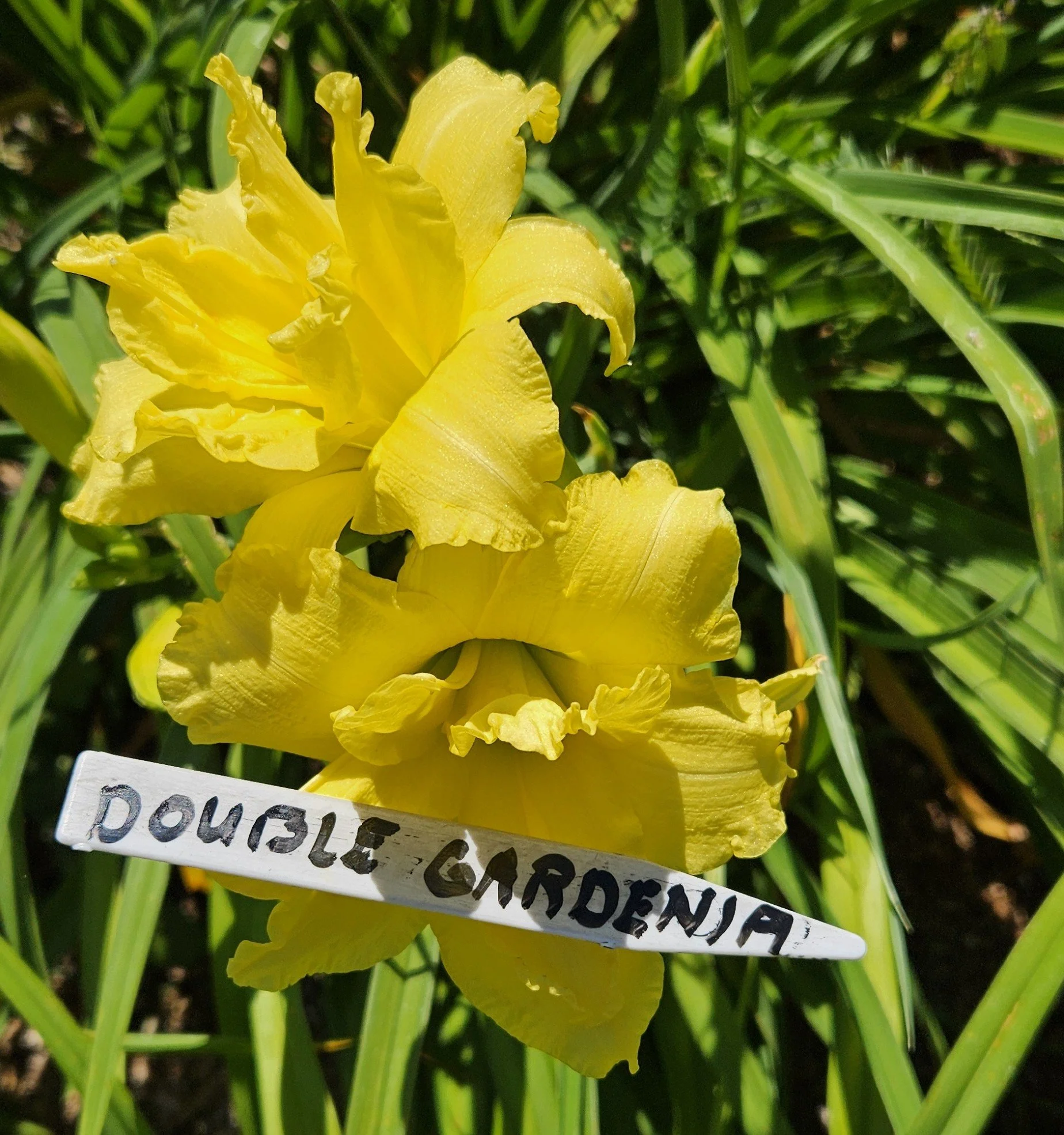 DOUBLE GARDENIA.jpg