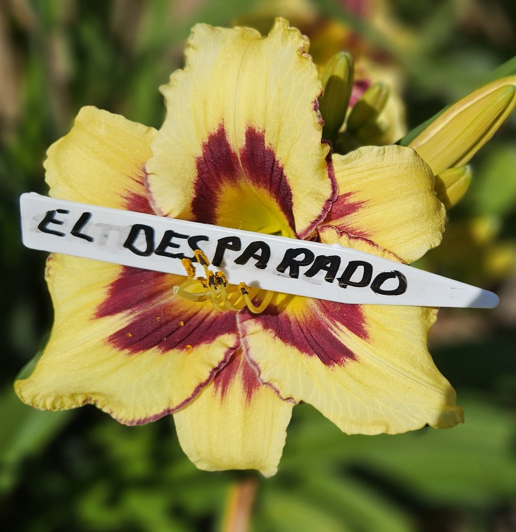 EL DESPERADO.jpg