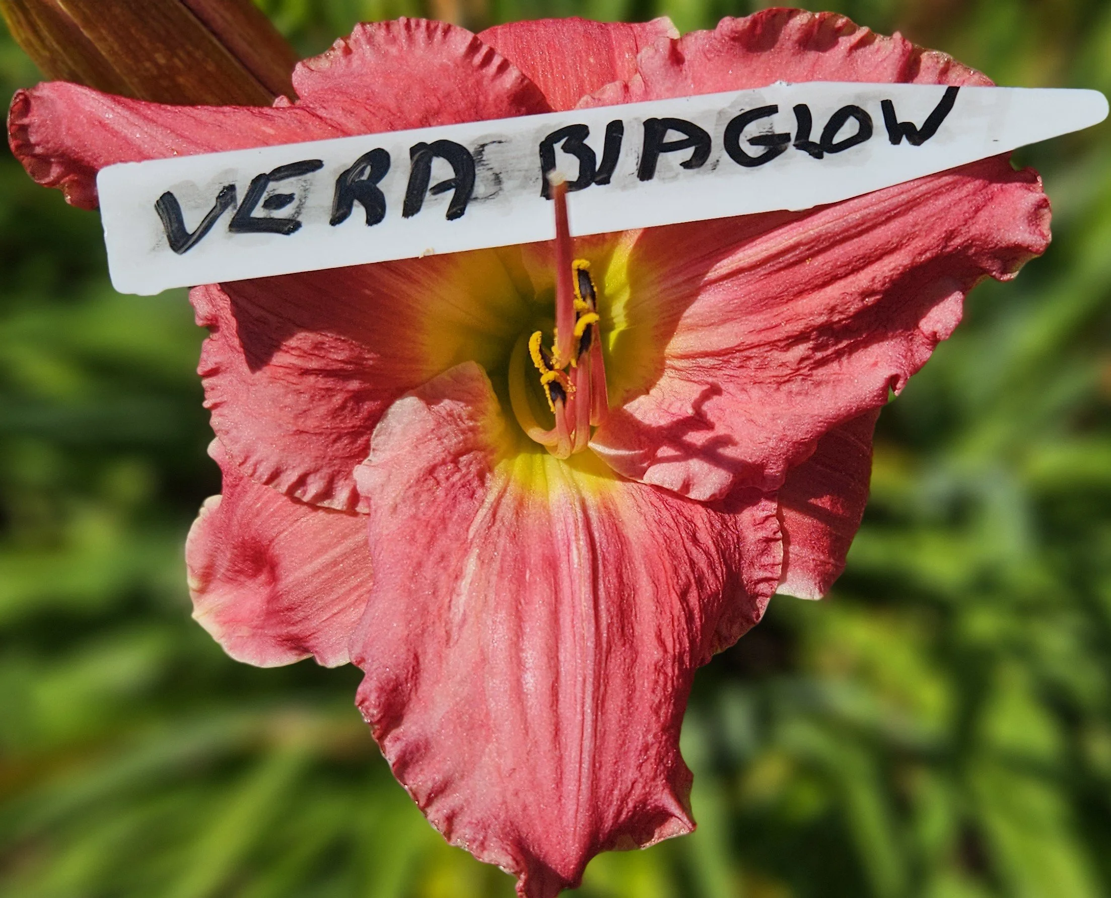 Vera Biaglow