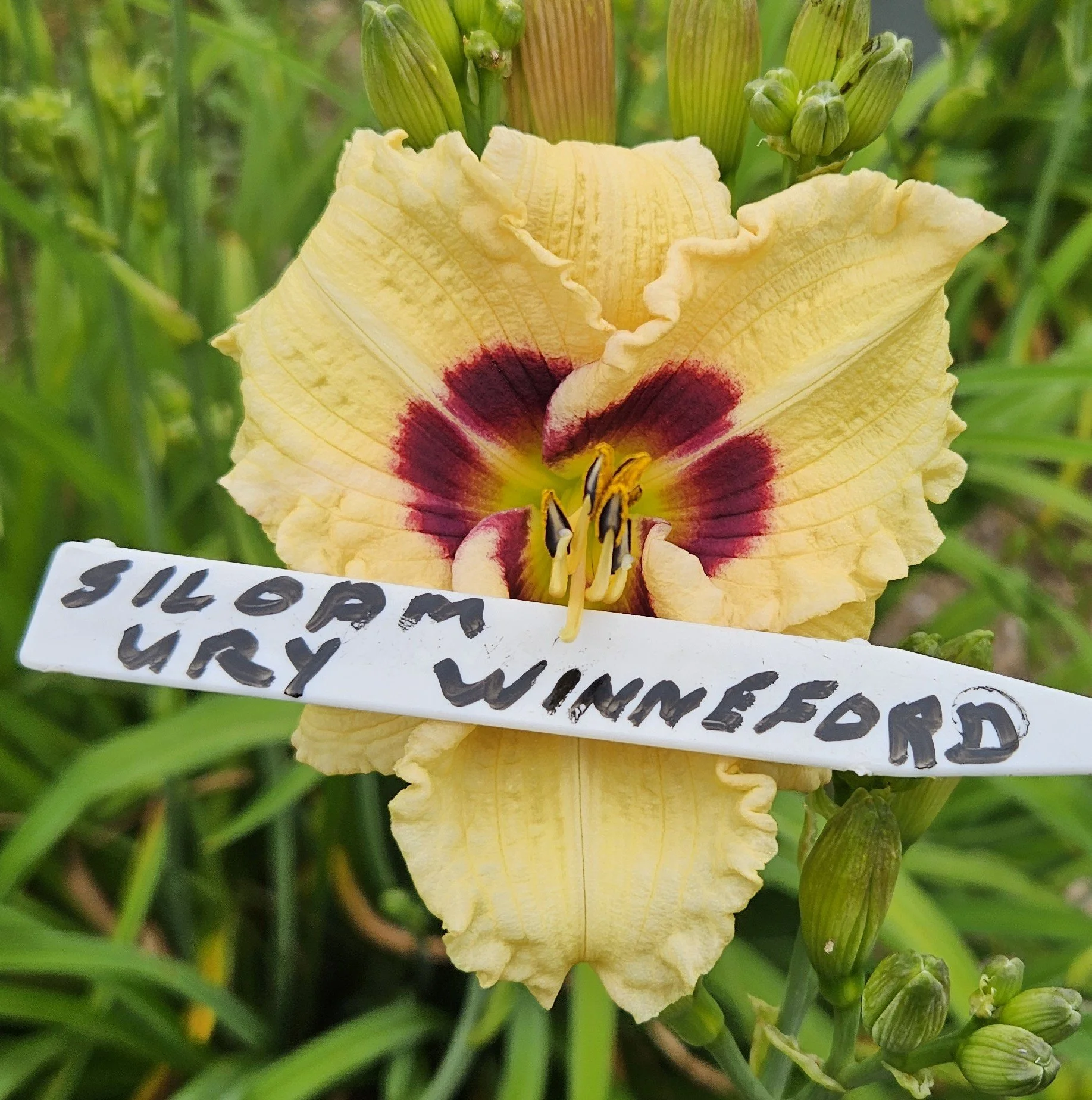 Siloam Ury Winniford