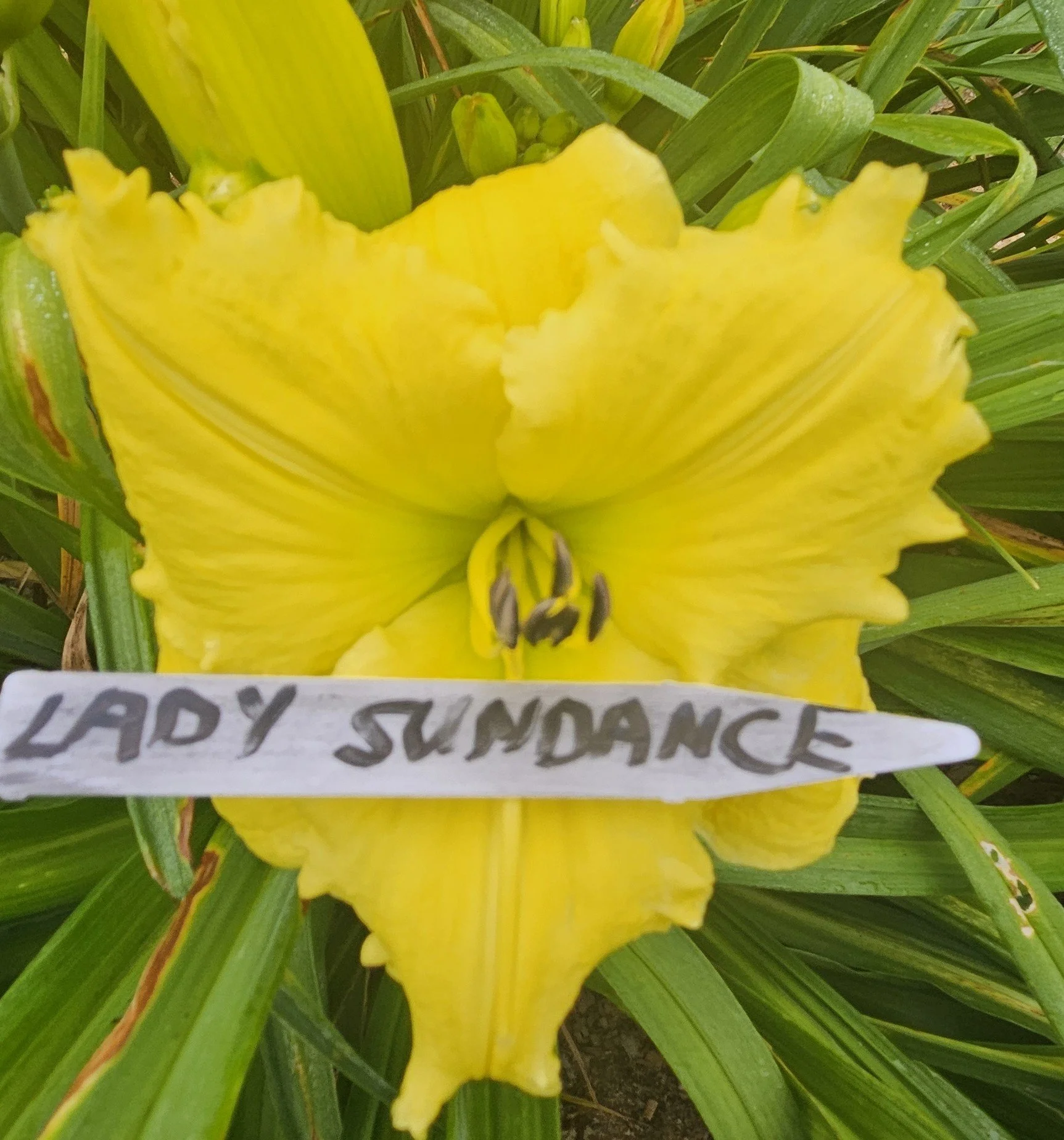 Lady Sundance