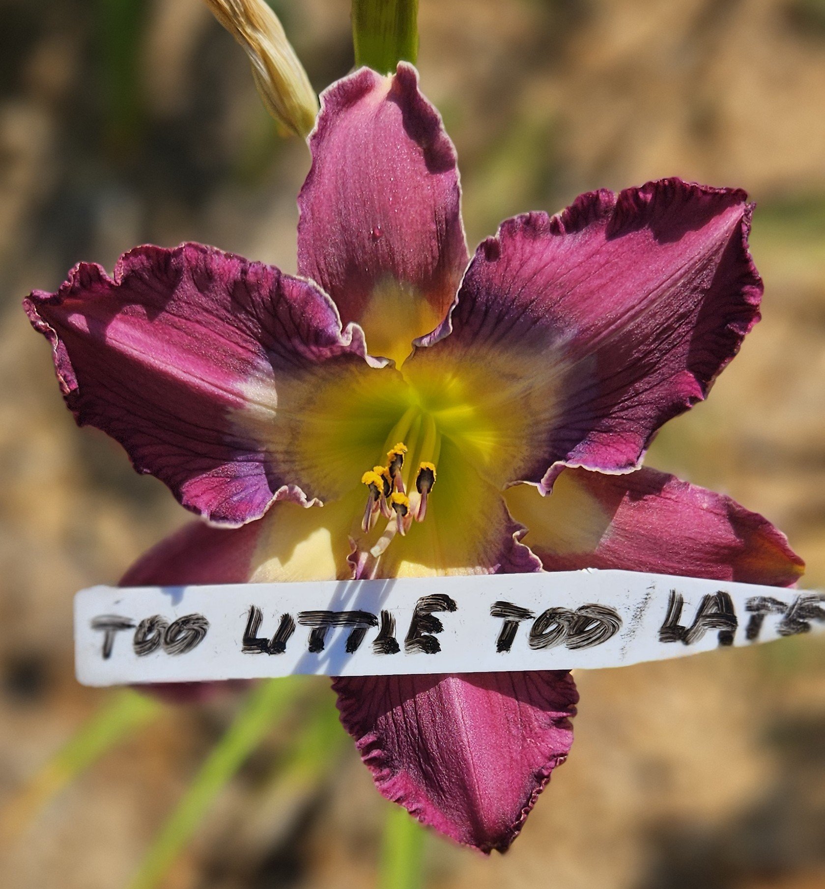 TOO LITTLE TOO LATE.jpg