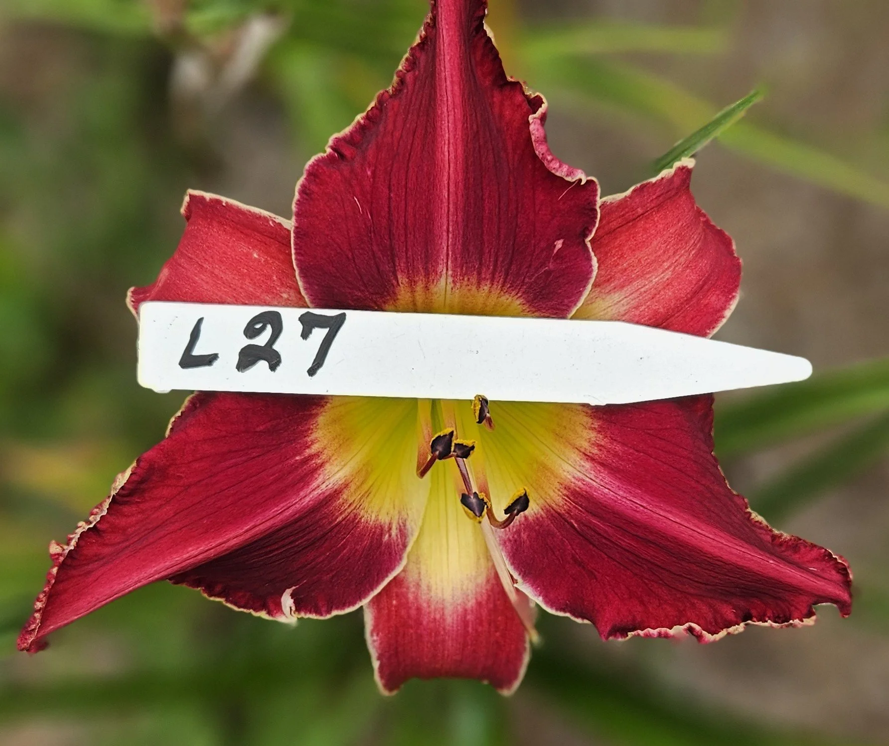 L 27.jpg