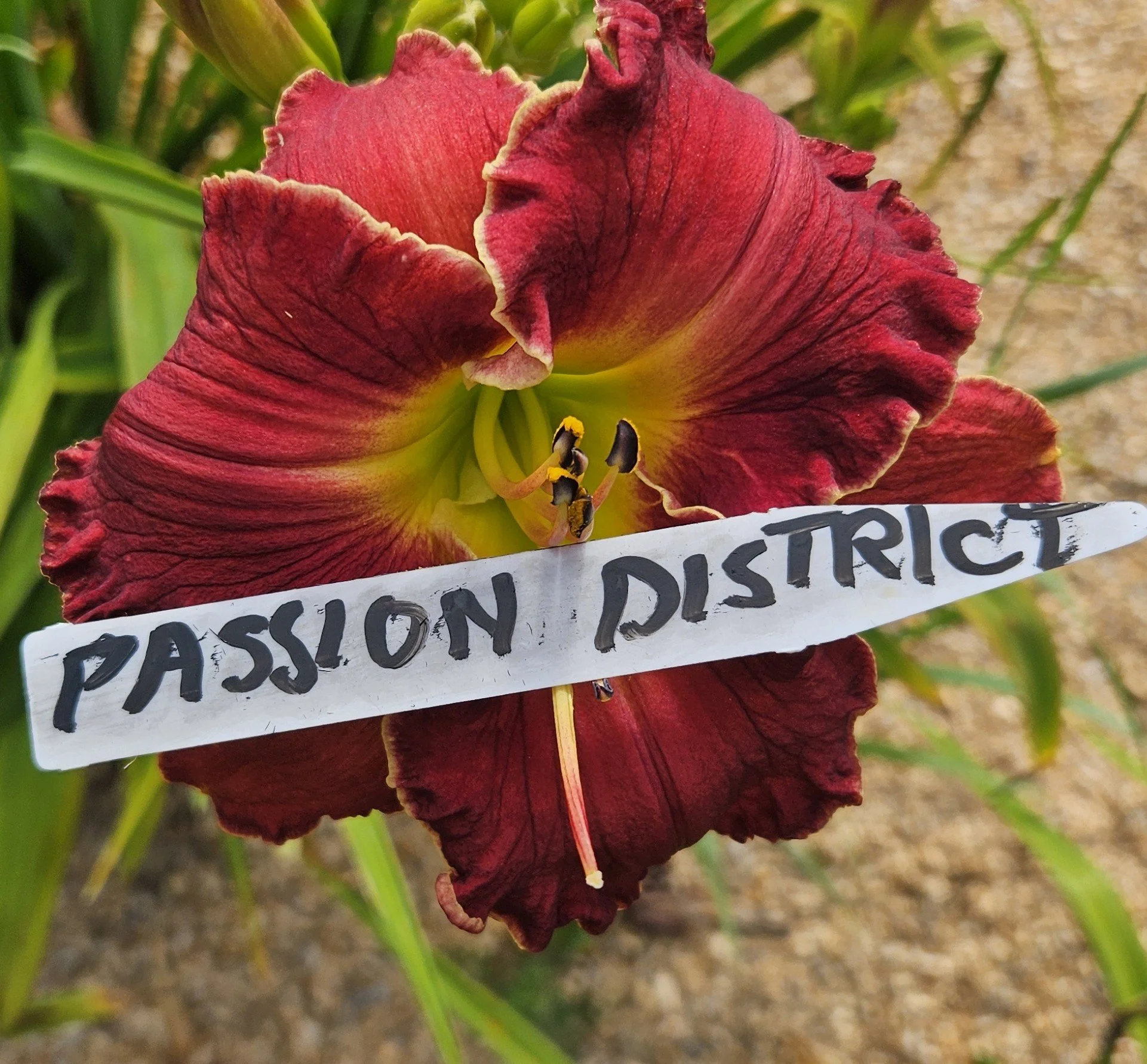 Passion District
