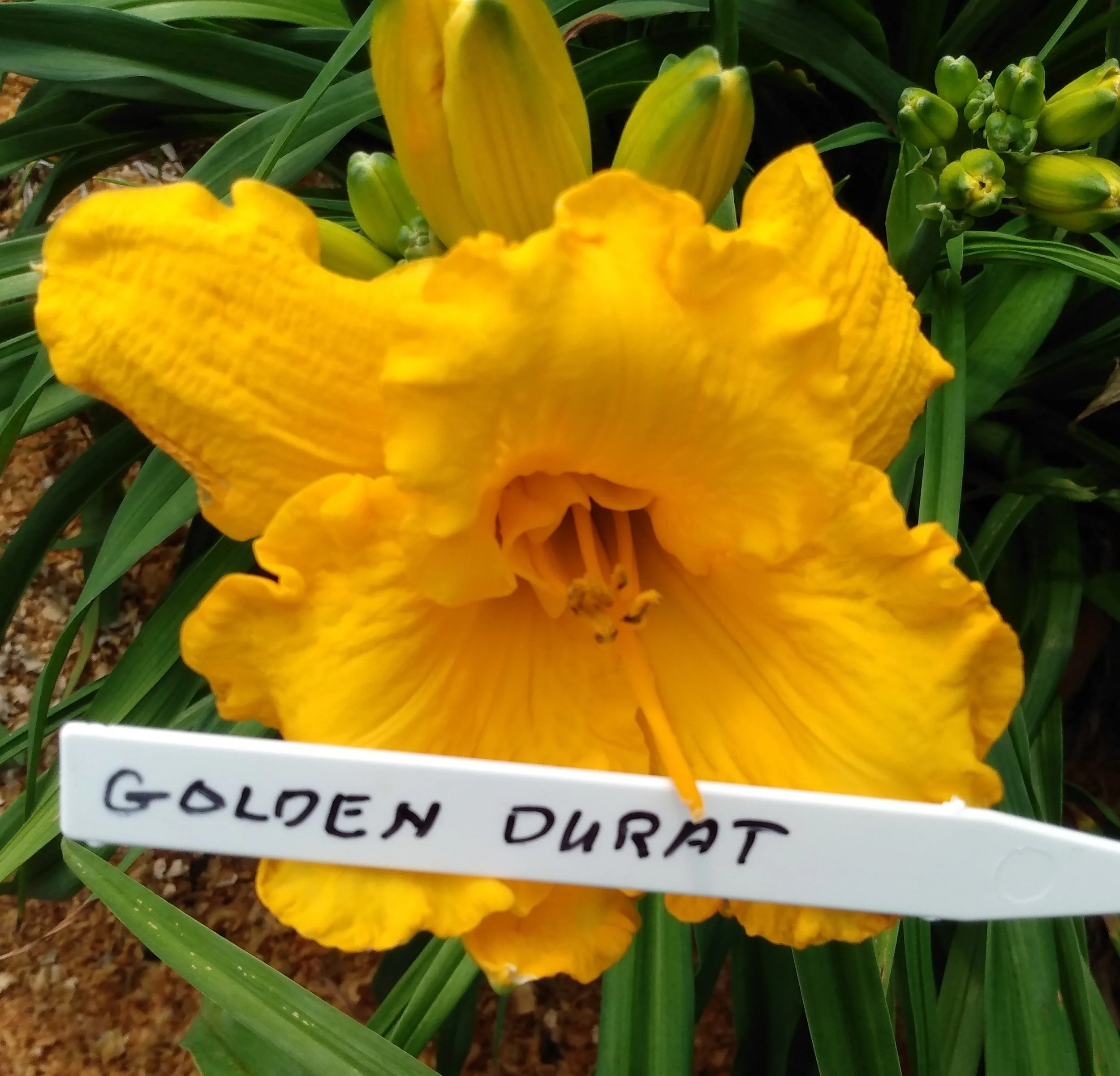Annie's Golden Durat  -- LOST ORIGINAL NAME