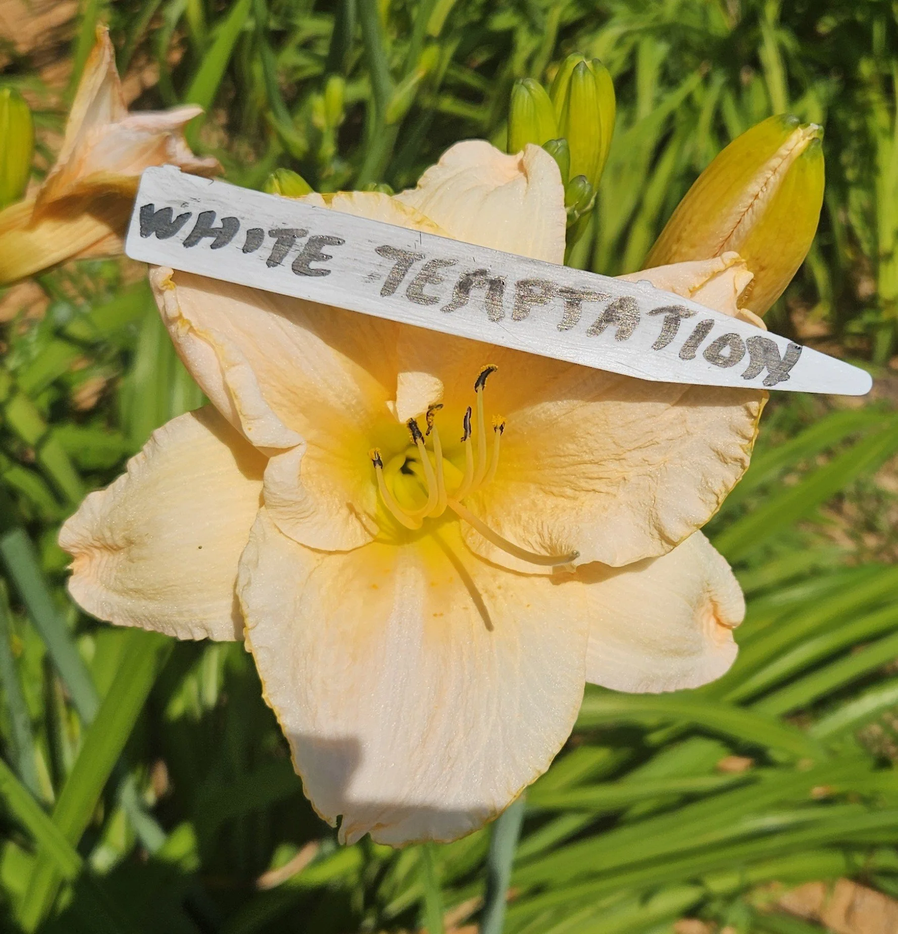 White Temptation