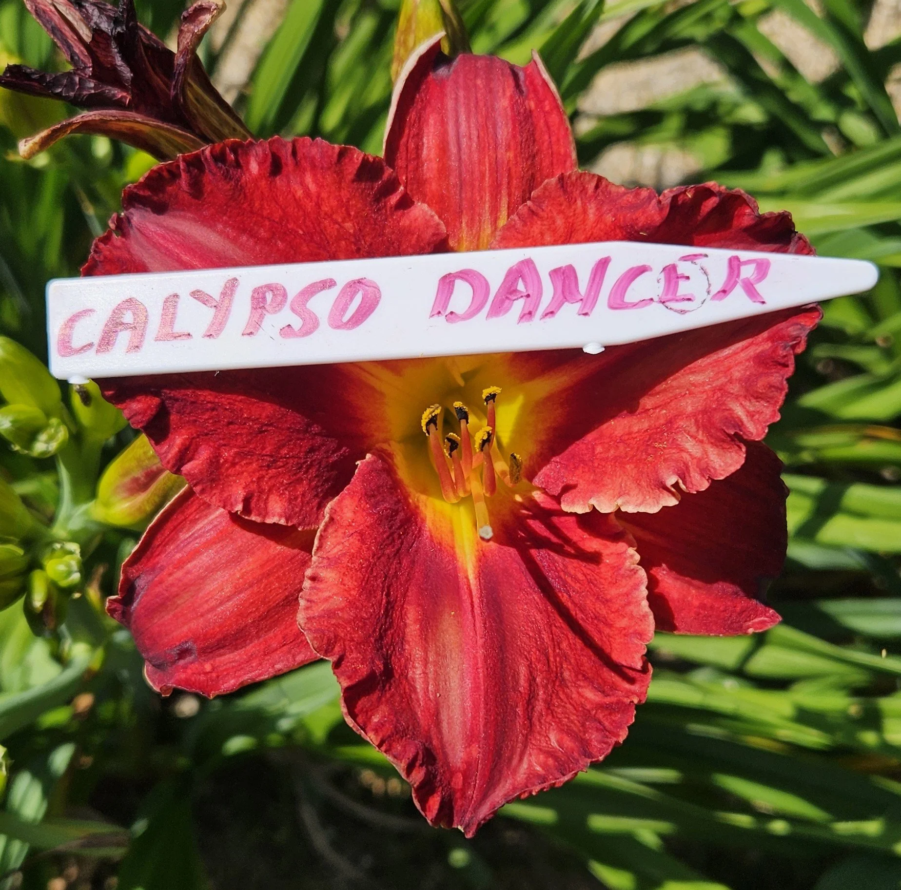 Calypso Dancer