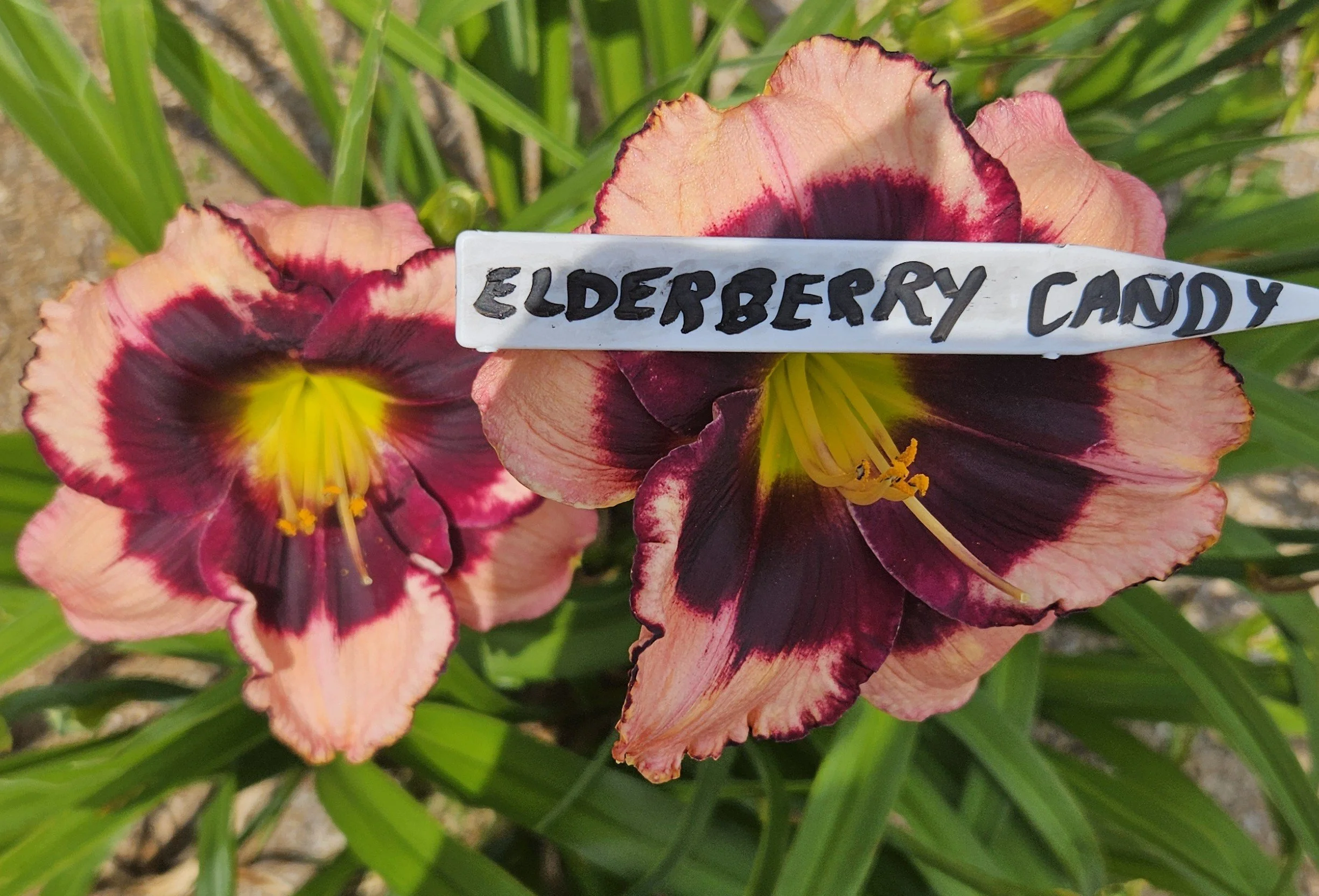 SEEDS OF ELDERBERRY CANDY  BY UNKNOWN