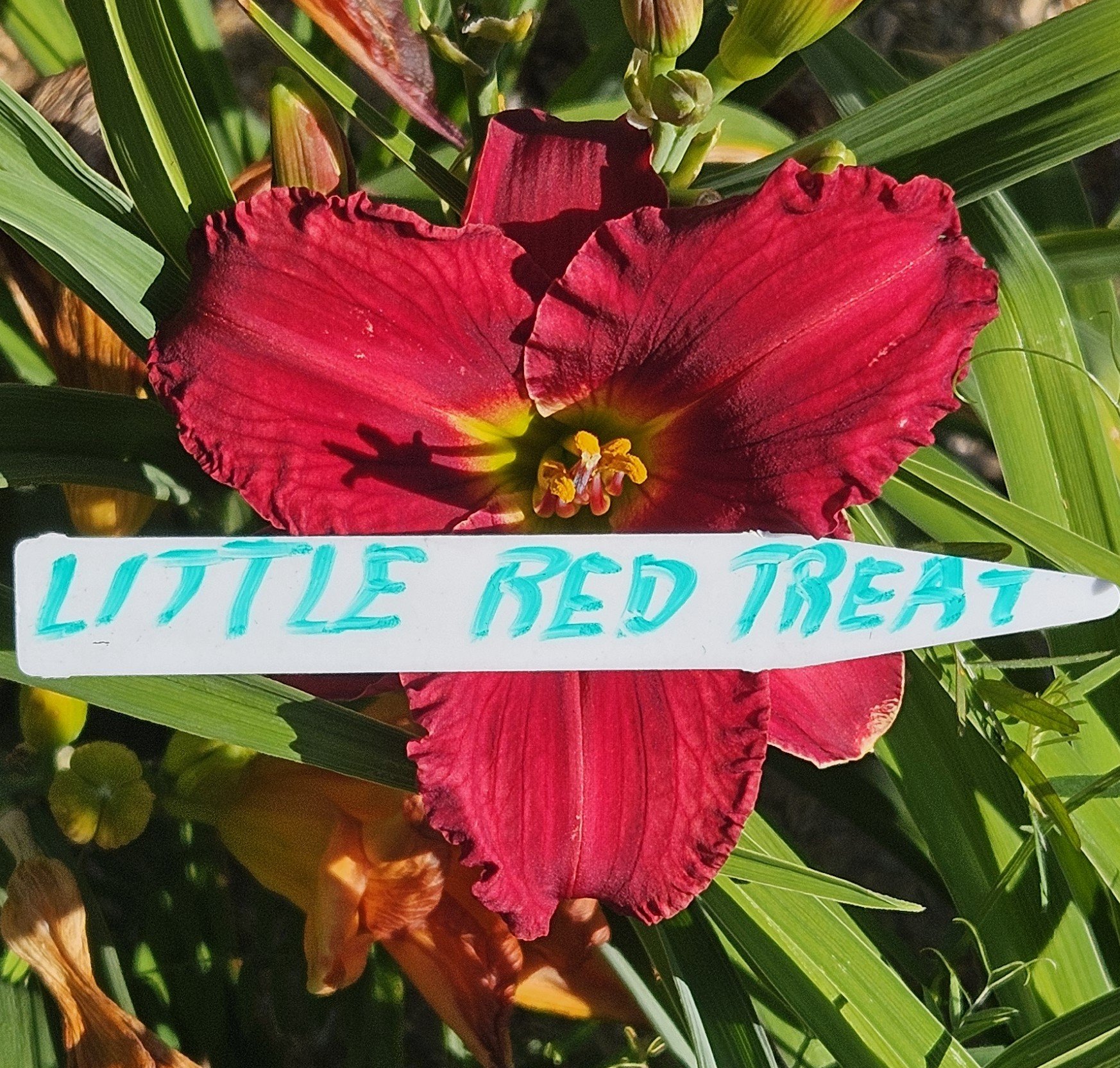 Little Red Treat