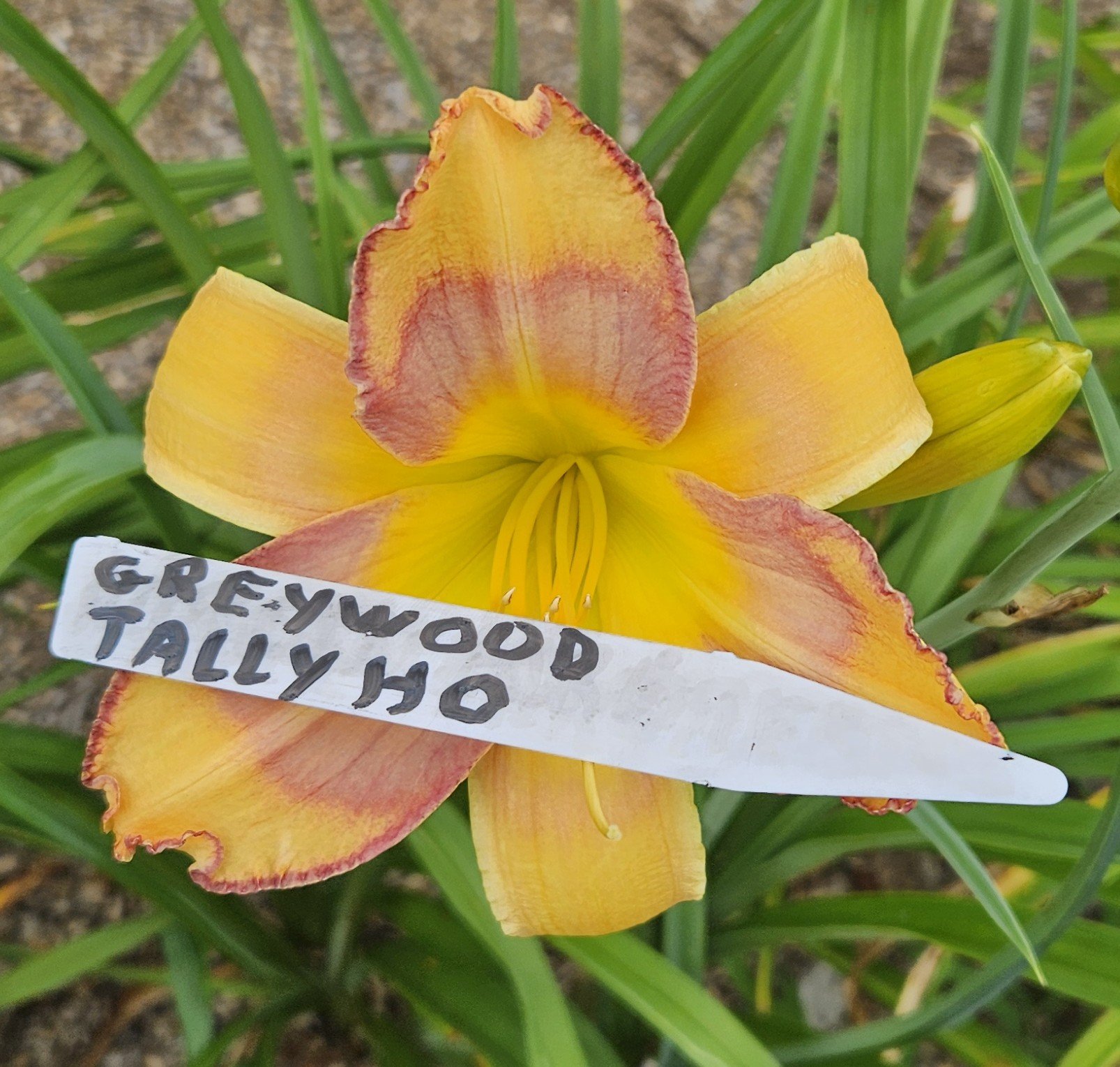 Greywoods Tallyho
