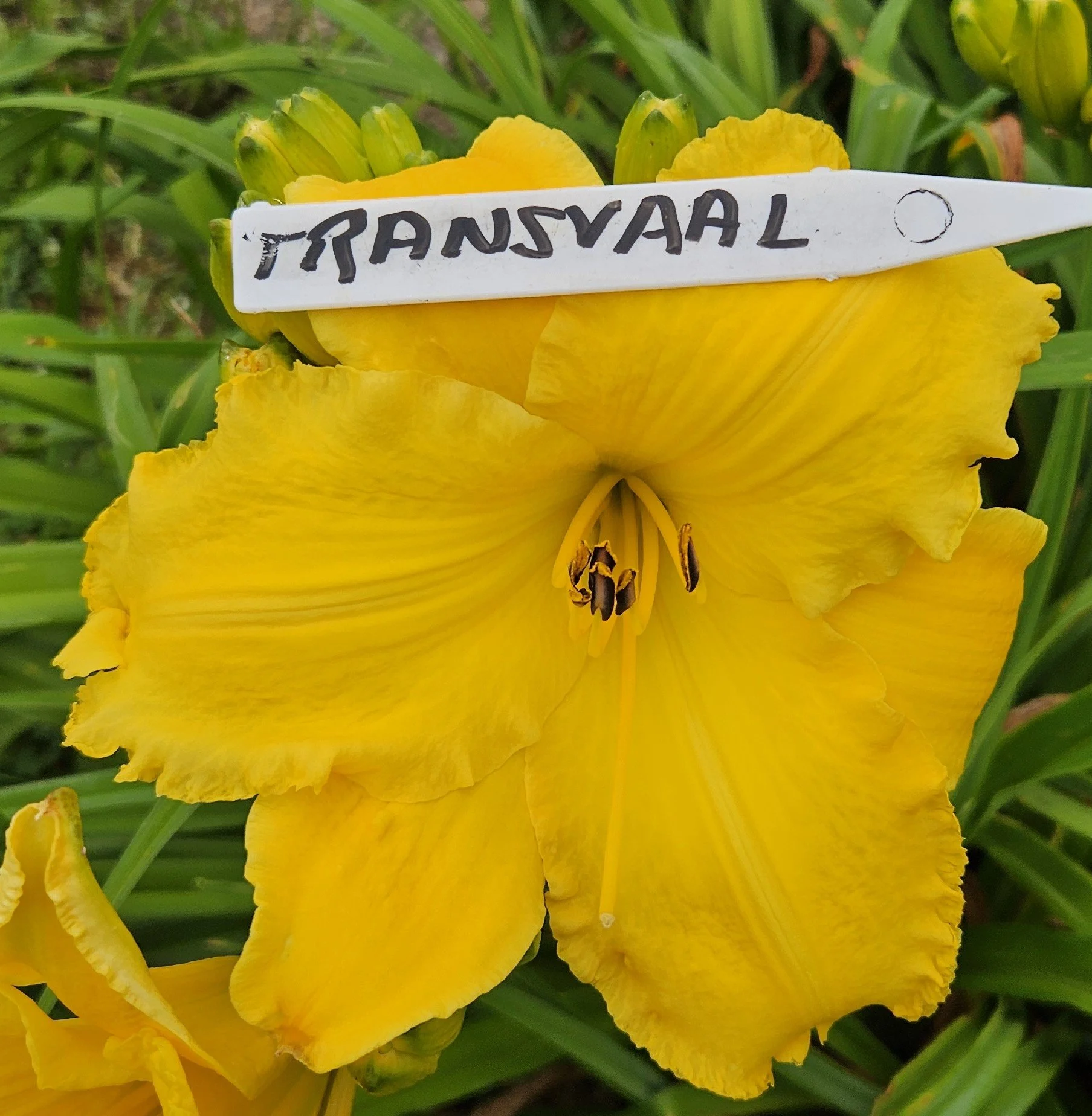 Transvaal