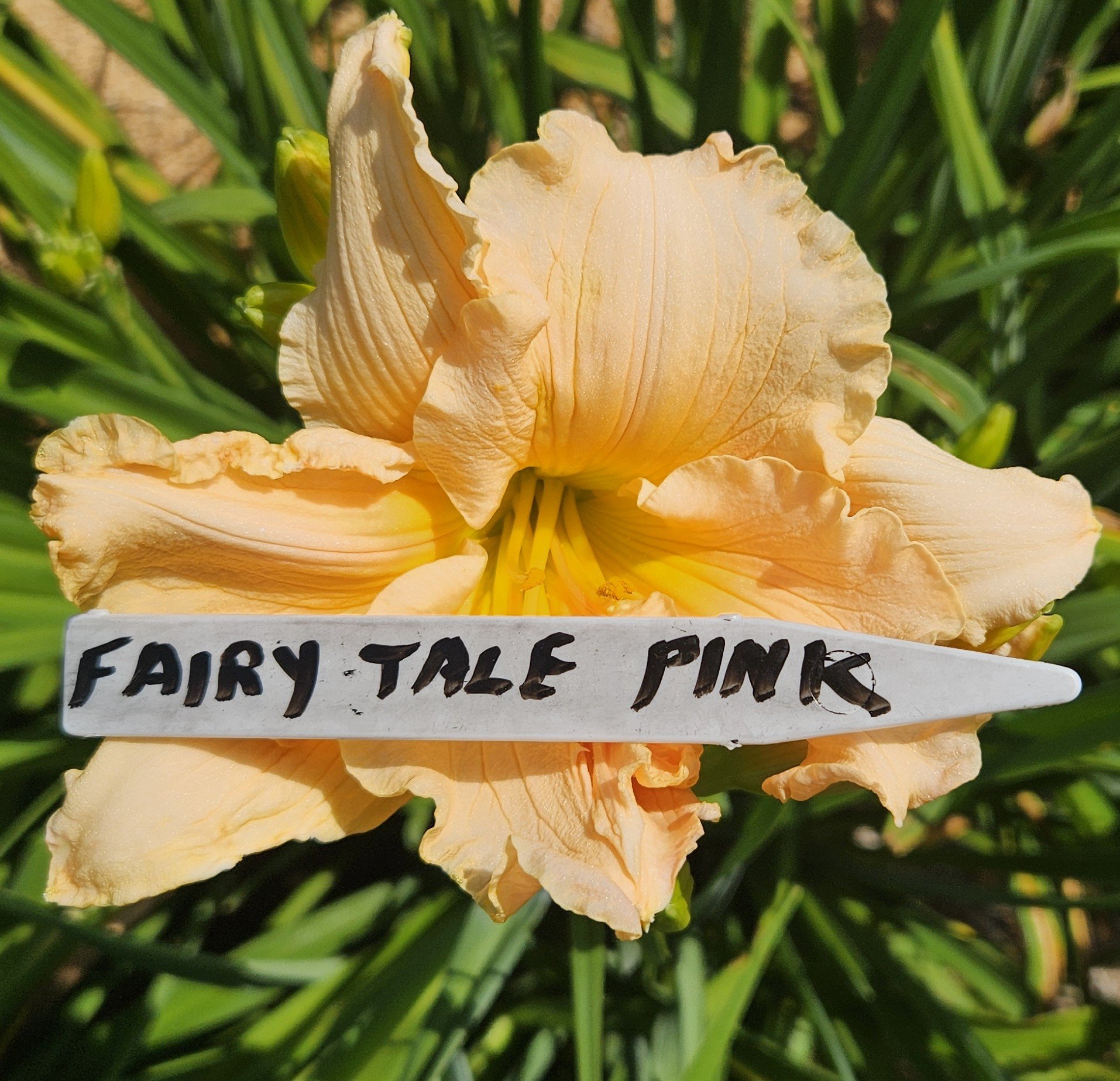 Fairy Tale Pink