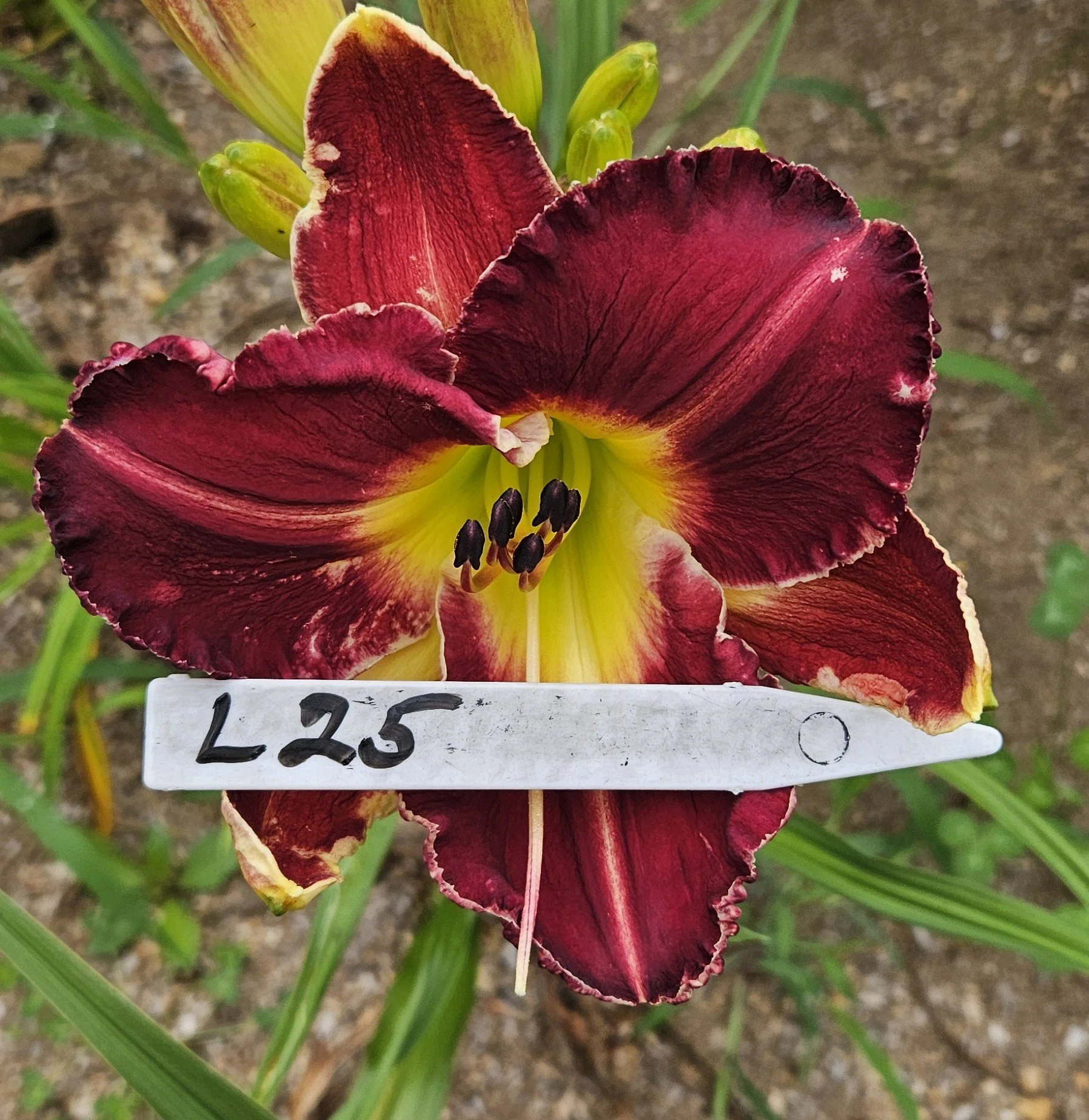 L 25.jpg