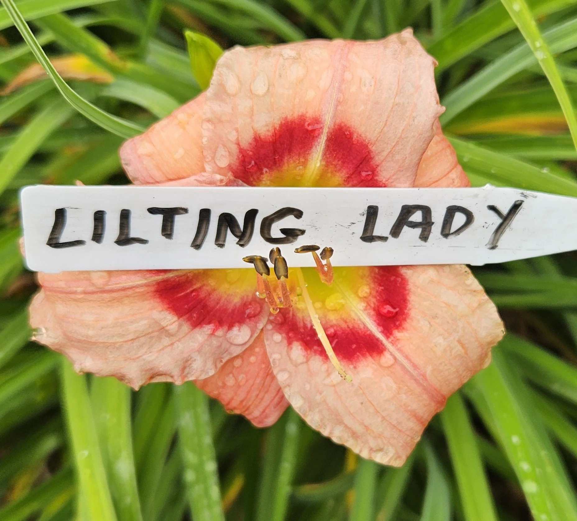Lilting Lady
