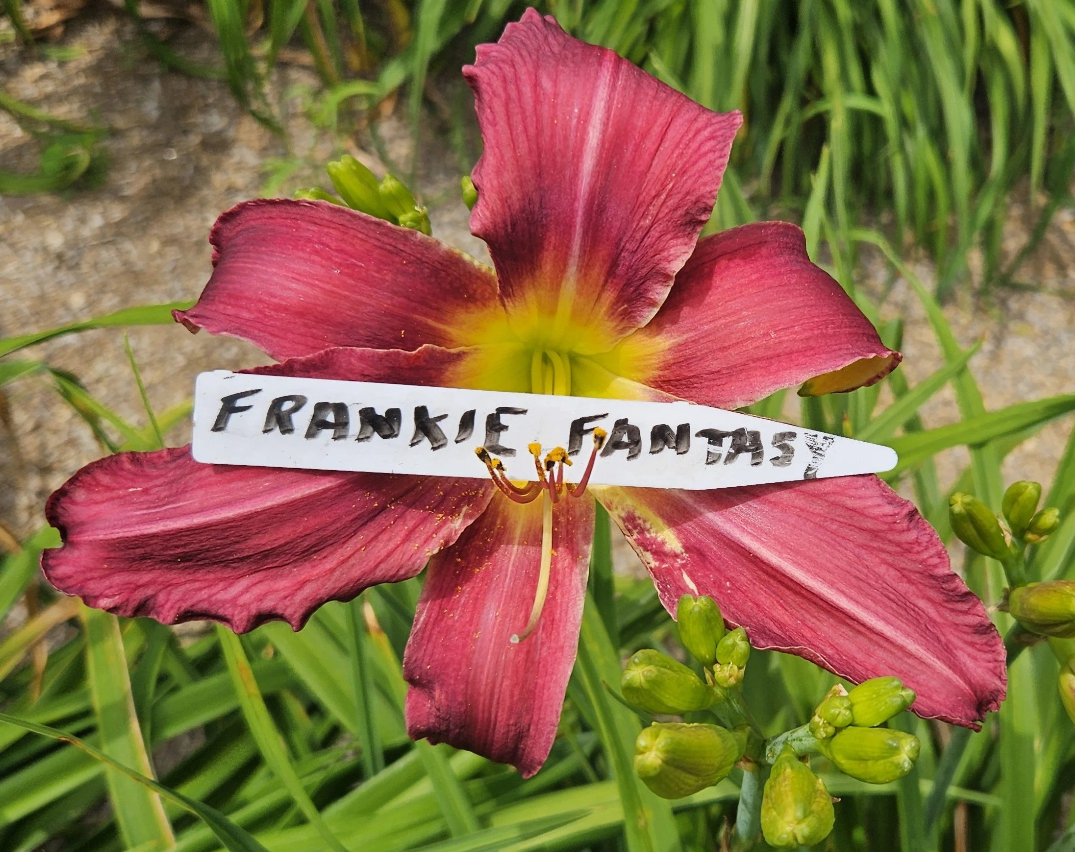 Frankie Fantasy