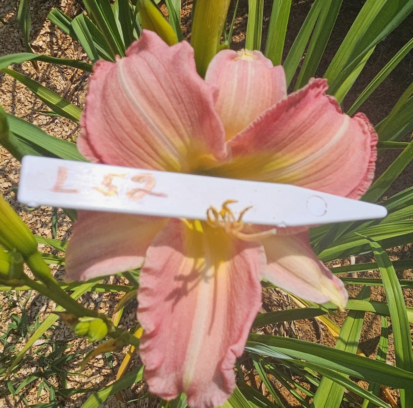 SEEDLING L 52.jpg