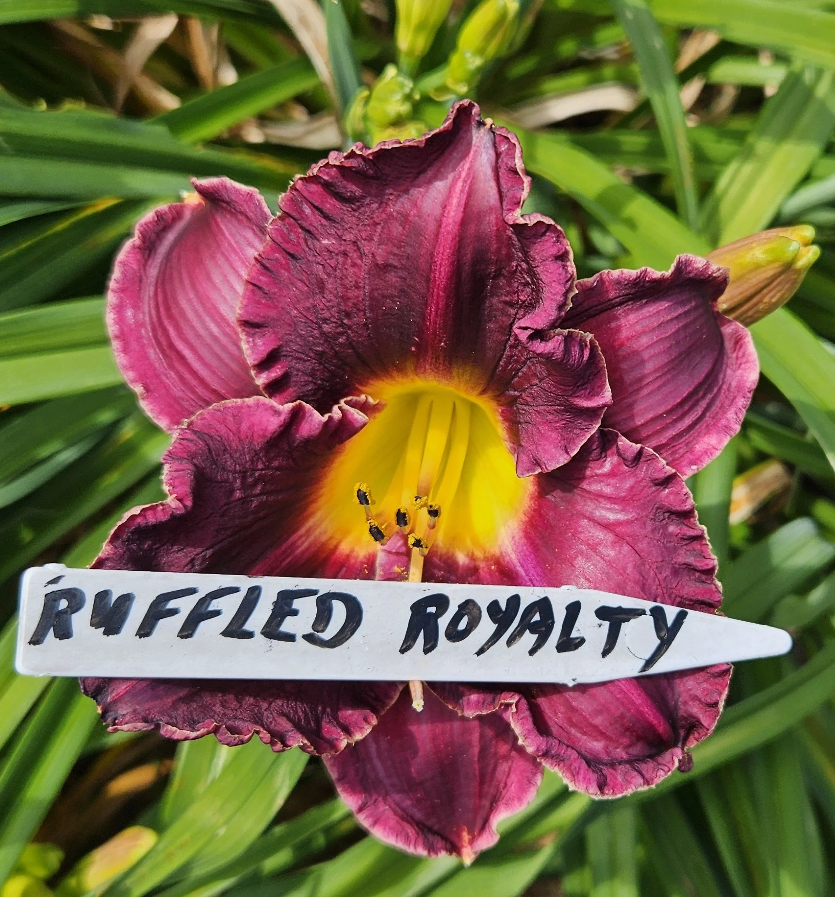 Ruffled Royalty