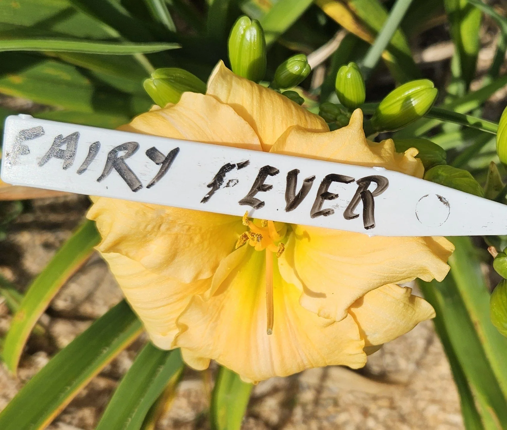 Fairy Fever