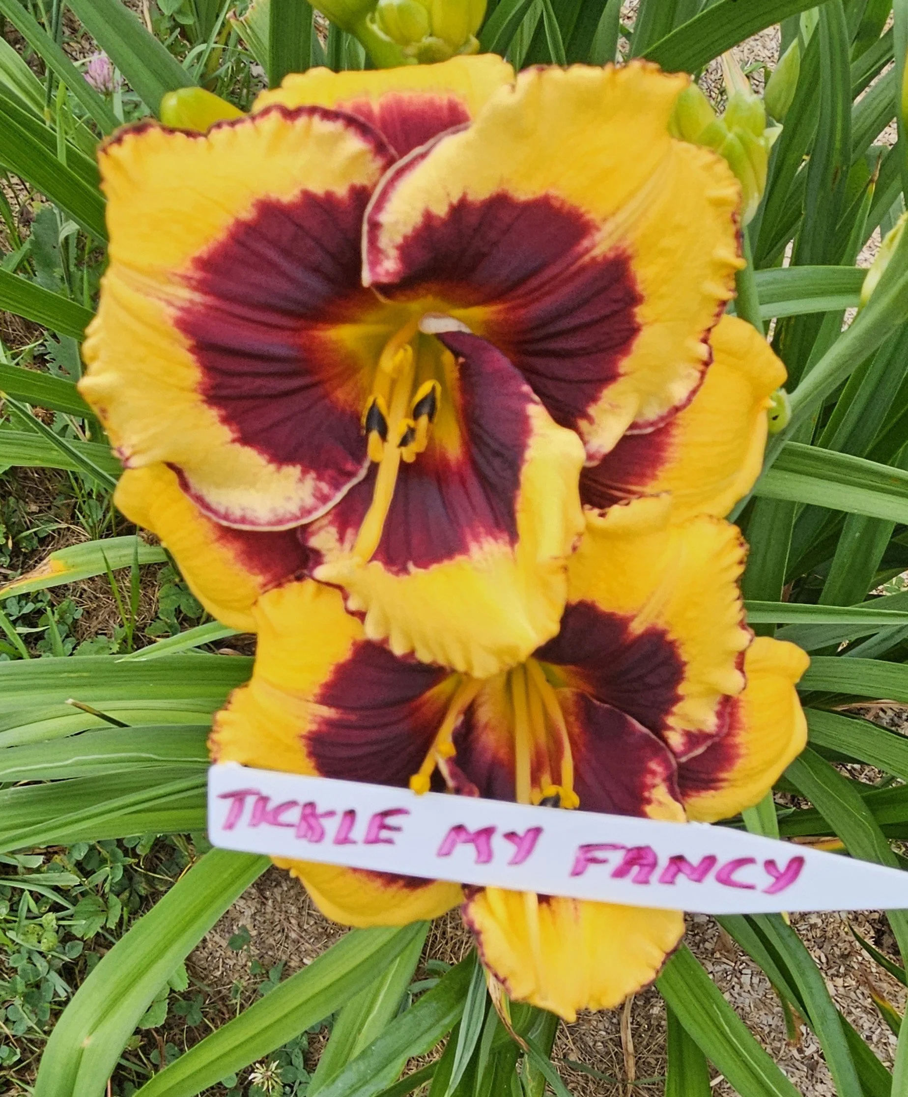 TICKLE MY FANCY.jpg
