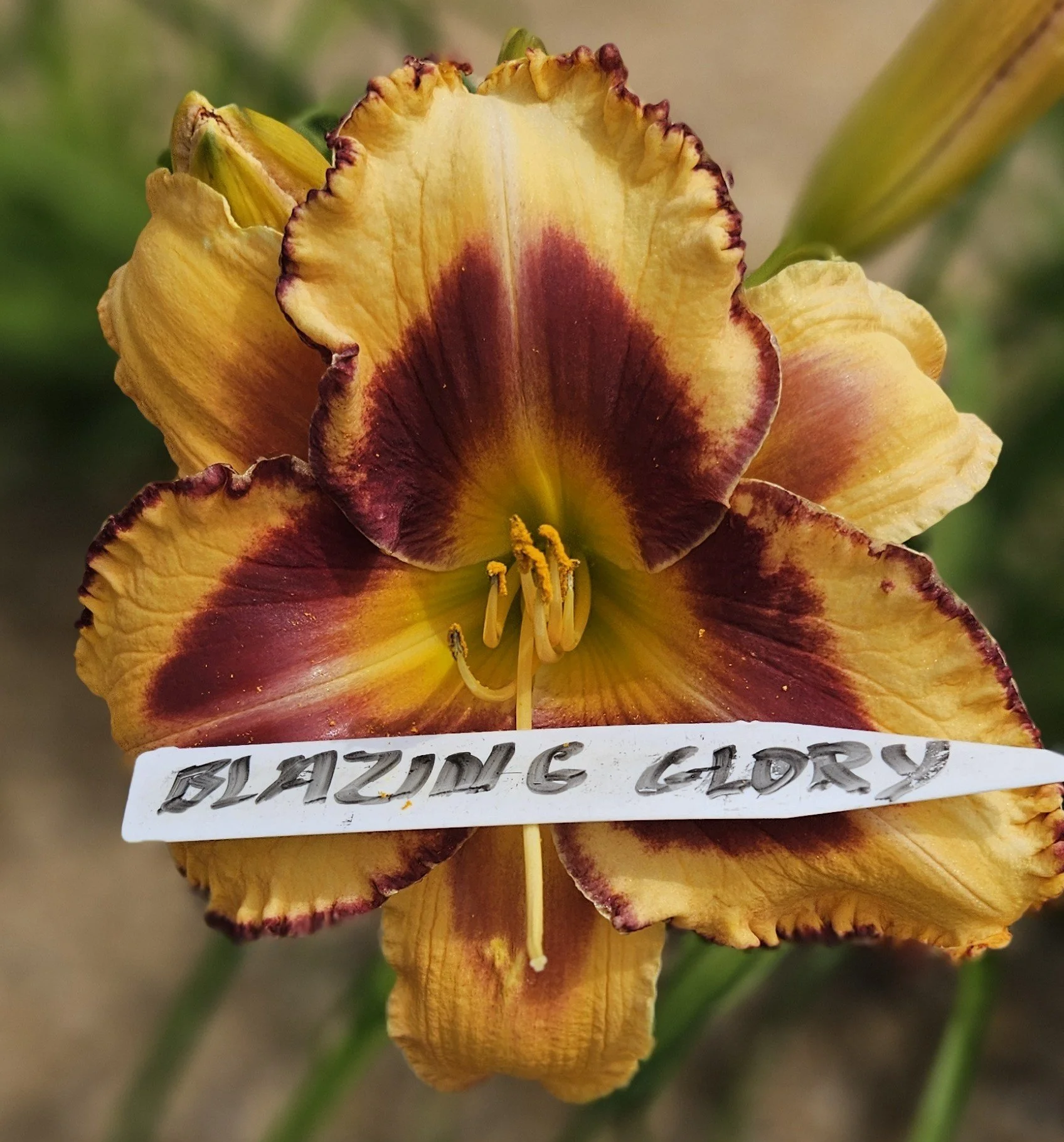 Blazing Glory