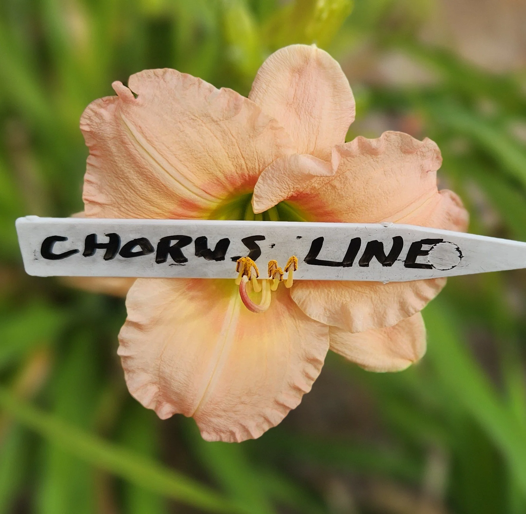 Chorus Line