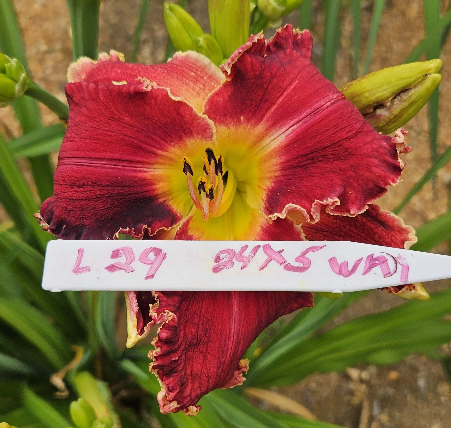 L 29.jpg