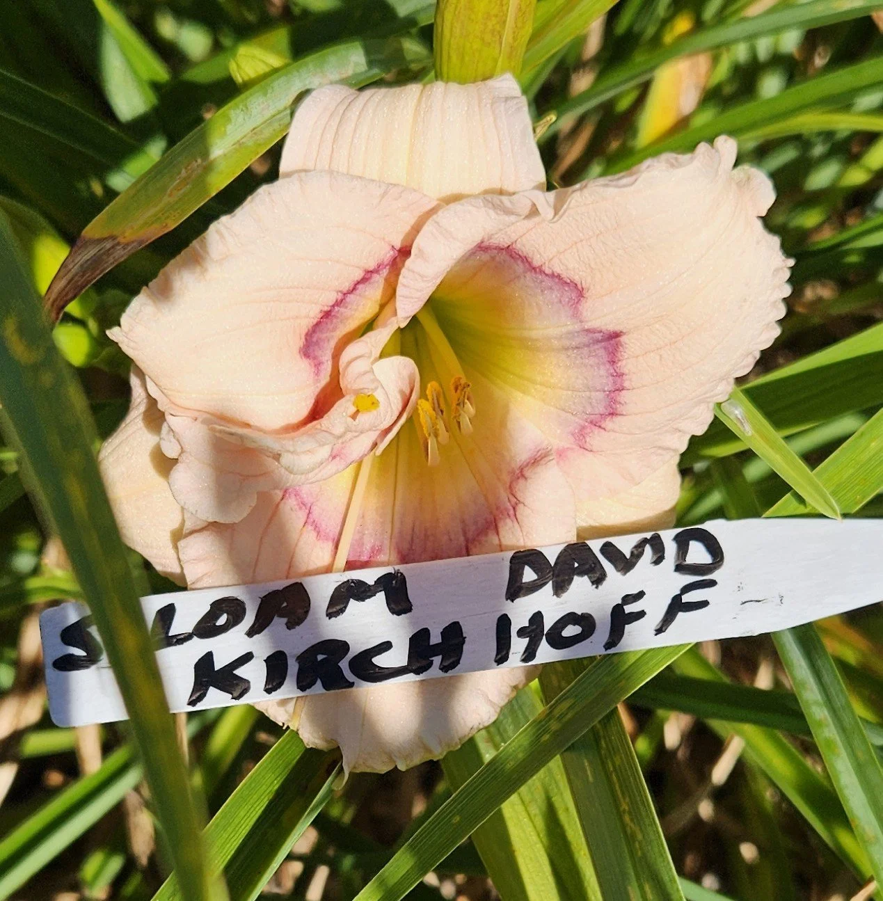 Siloam David Kirchhoff