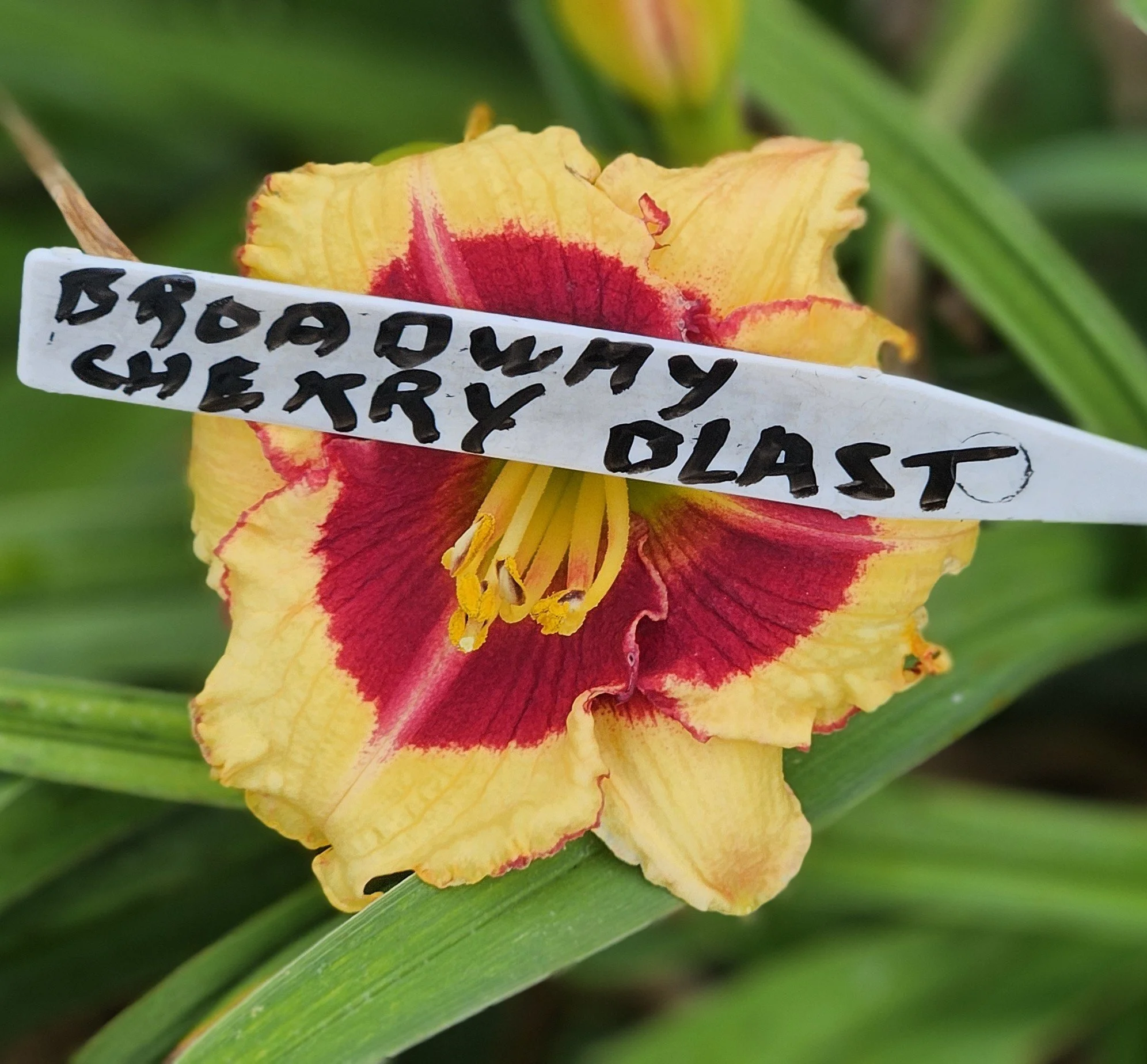 Broadway Cherry Blast