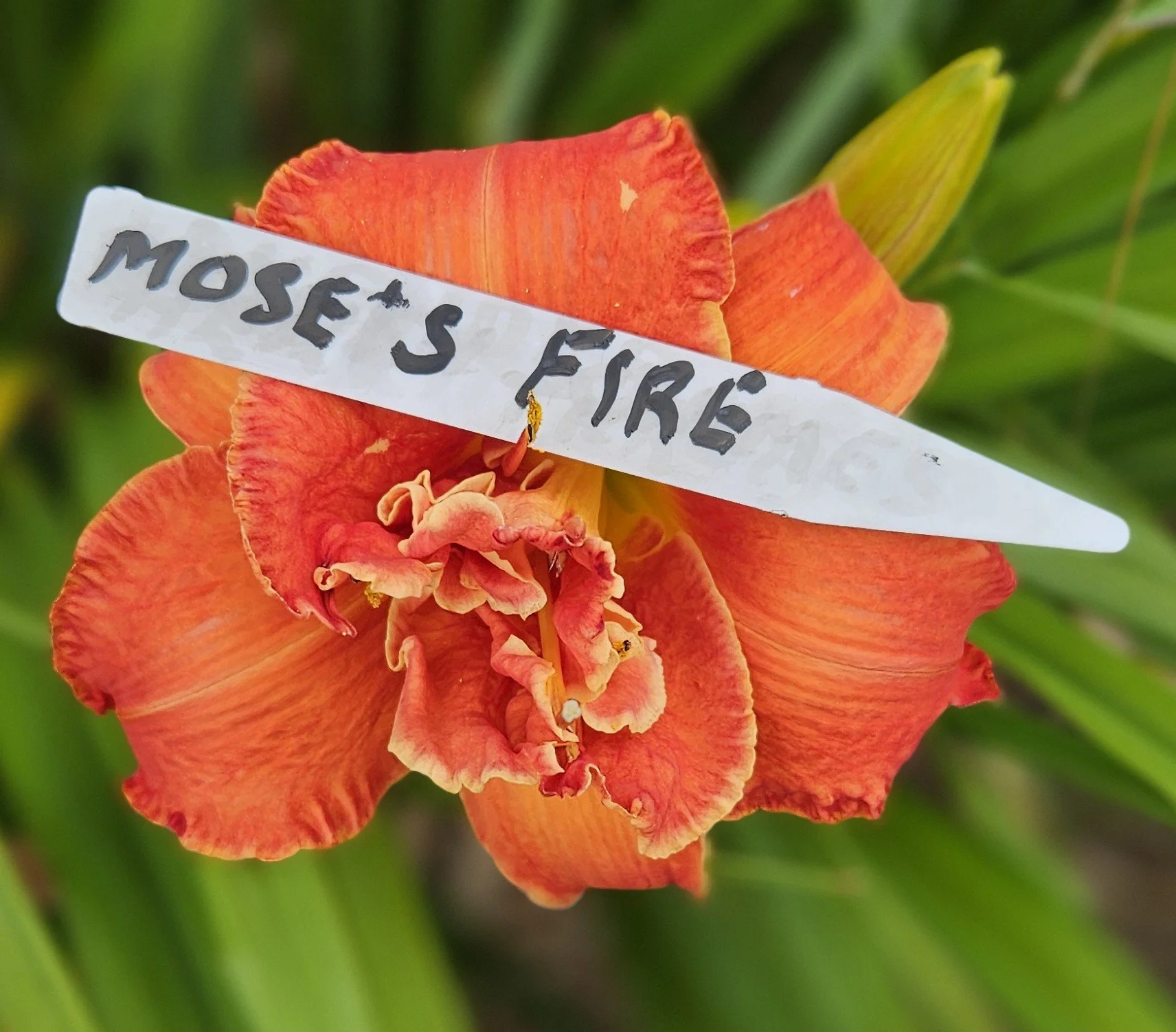 Moses' Fire