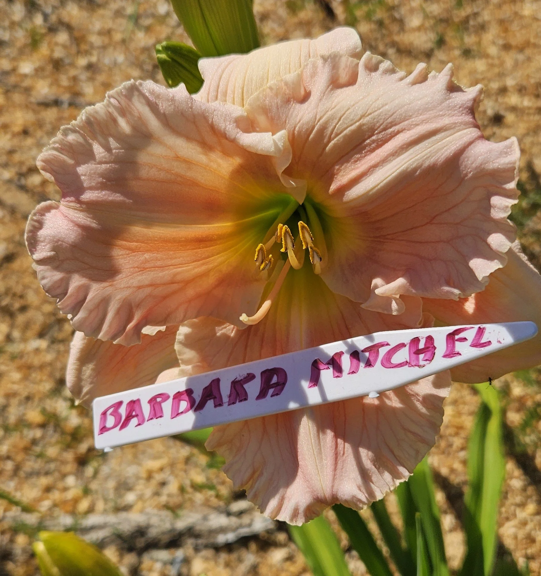 Barbara Mitchell  Not available at this time