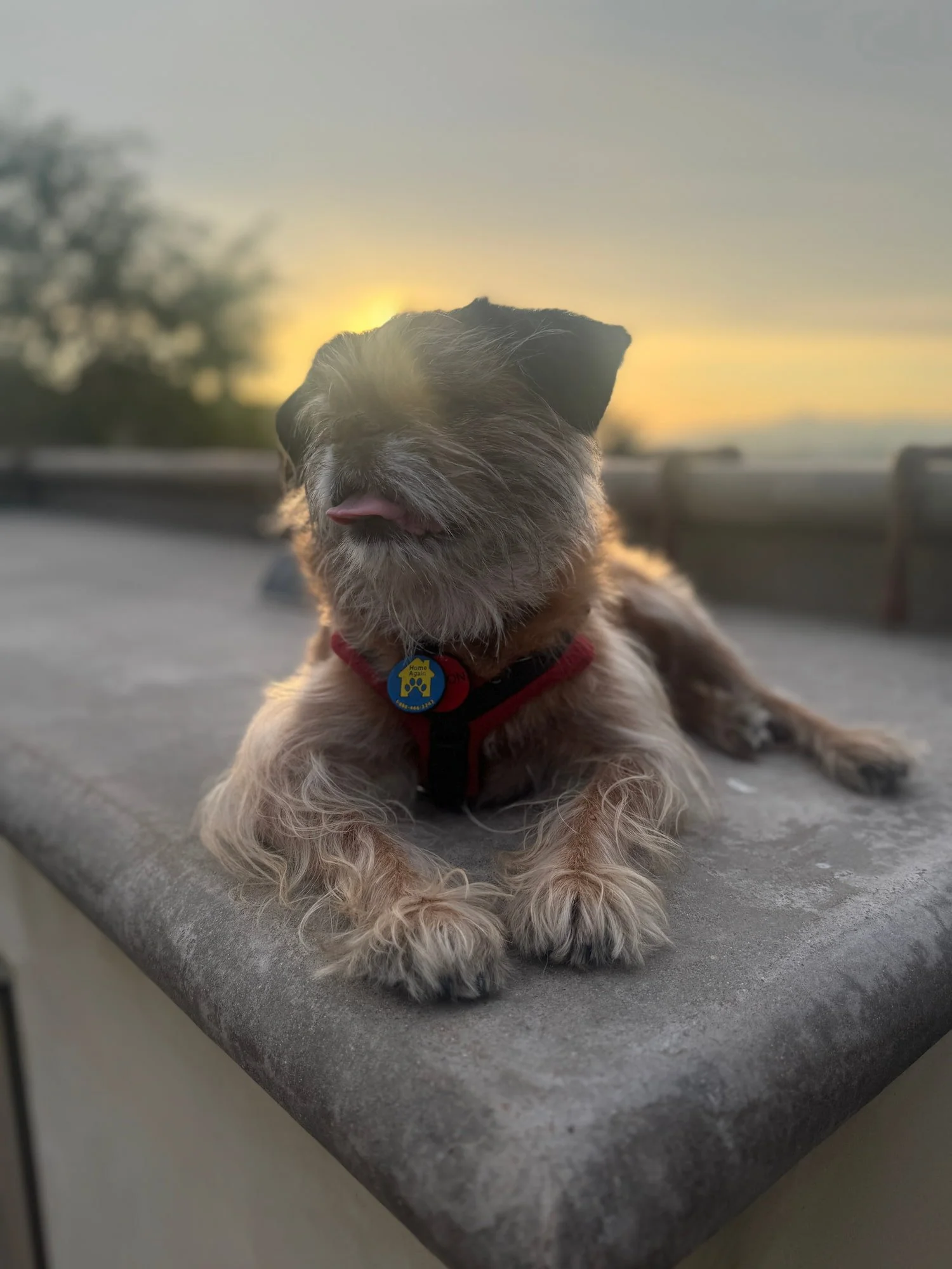 Brussels Griffon Gideon