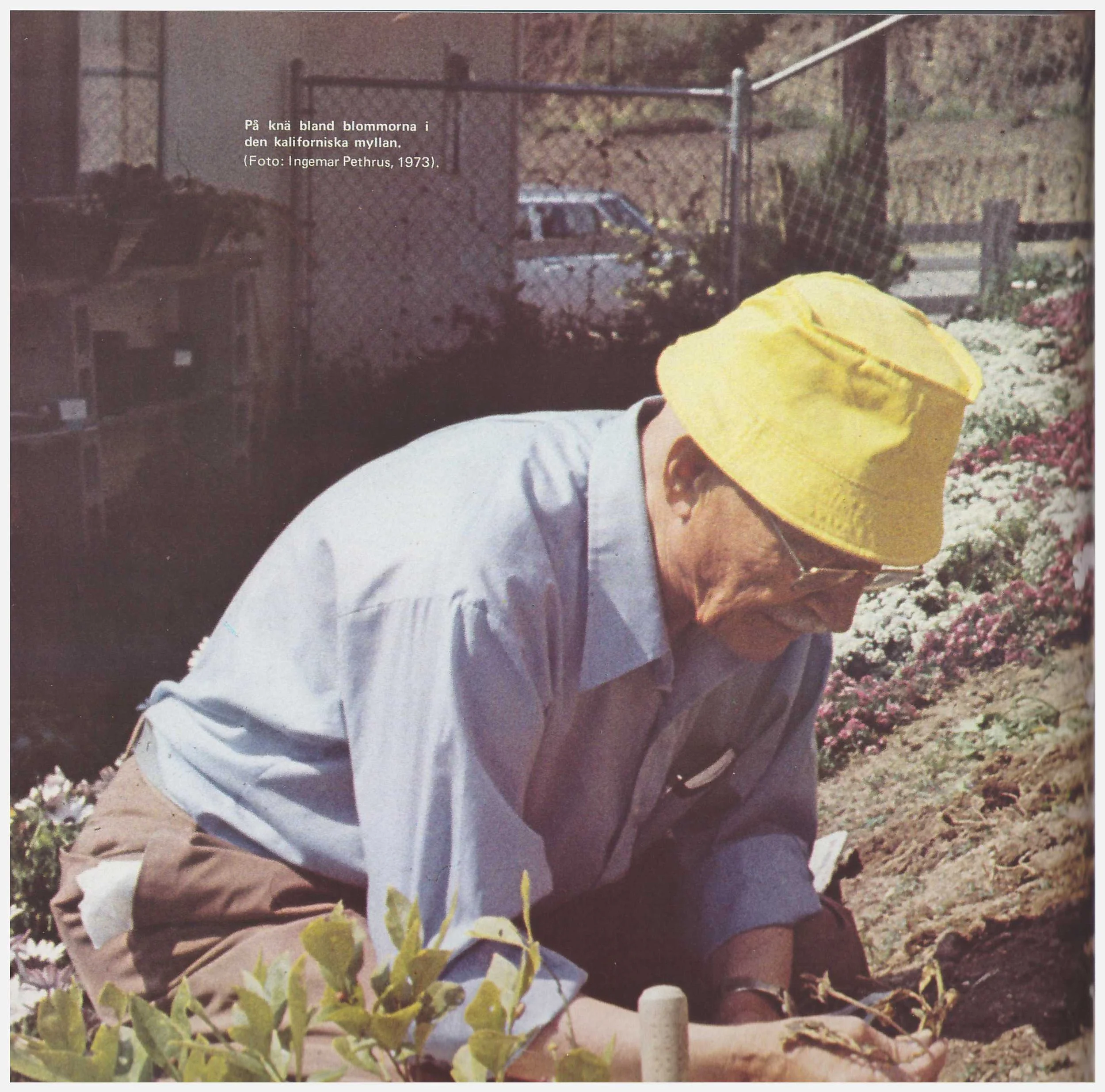 På knä bland blommorna i den kaliforniska myllan 1973. Foto: Ingemar Pethrus.