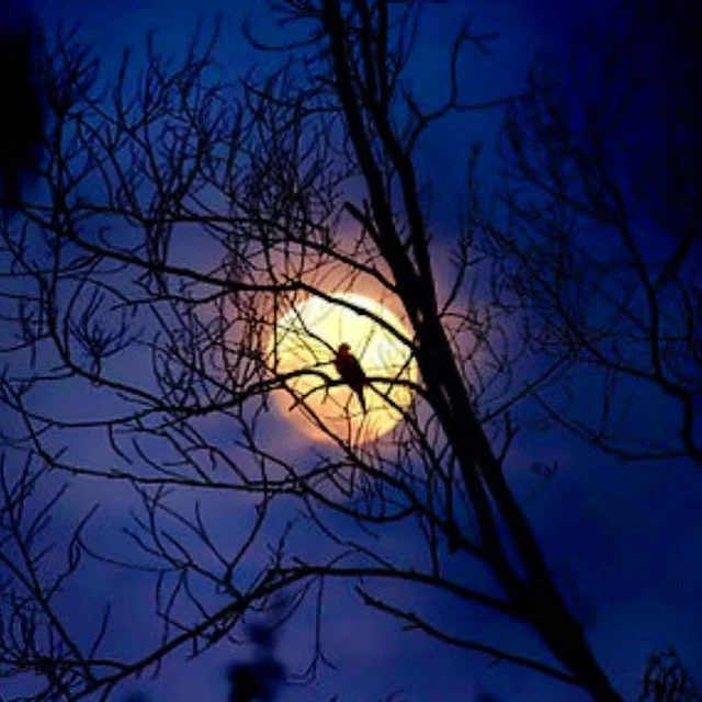 Blue Moon Circle Sandpoint