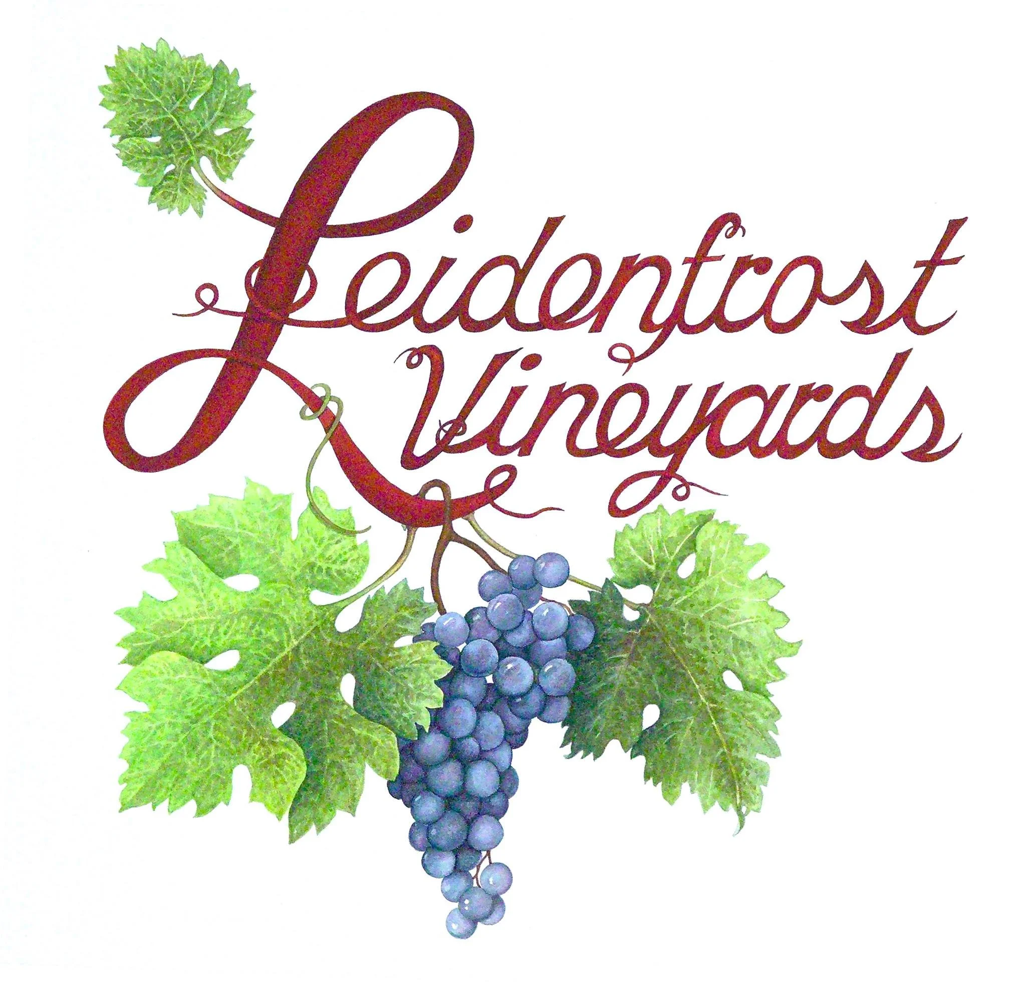 Leidenfrost Vineyards logo, featuring an illustration of purple grapes hanging from a vine with green leaves, accompanied by the text in elegant cursive.