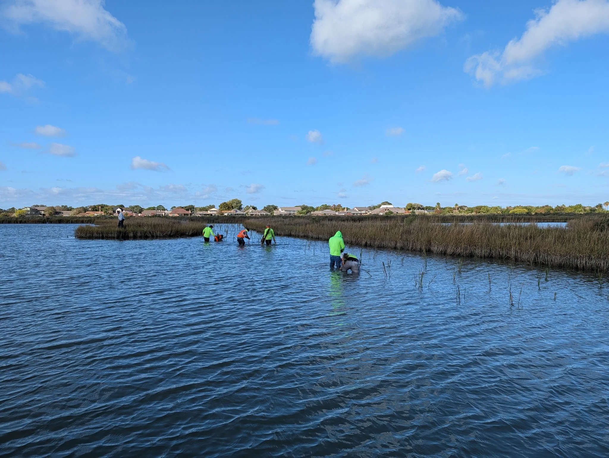 People wearing colorful clothing wading through marshy water, some planting or tending to aquatic plants, under a blue sky with clouds.