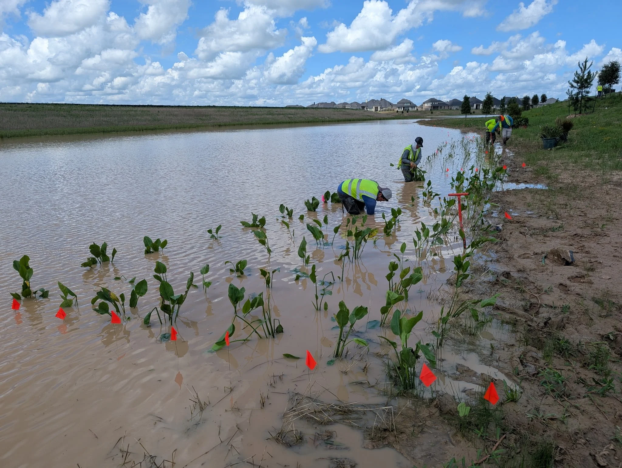 Workers planting young plants along the edge of a body of water during the daytime, with houses visible in the background and blue sky with clouds overhead.